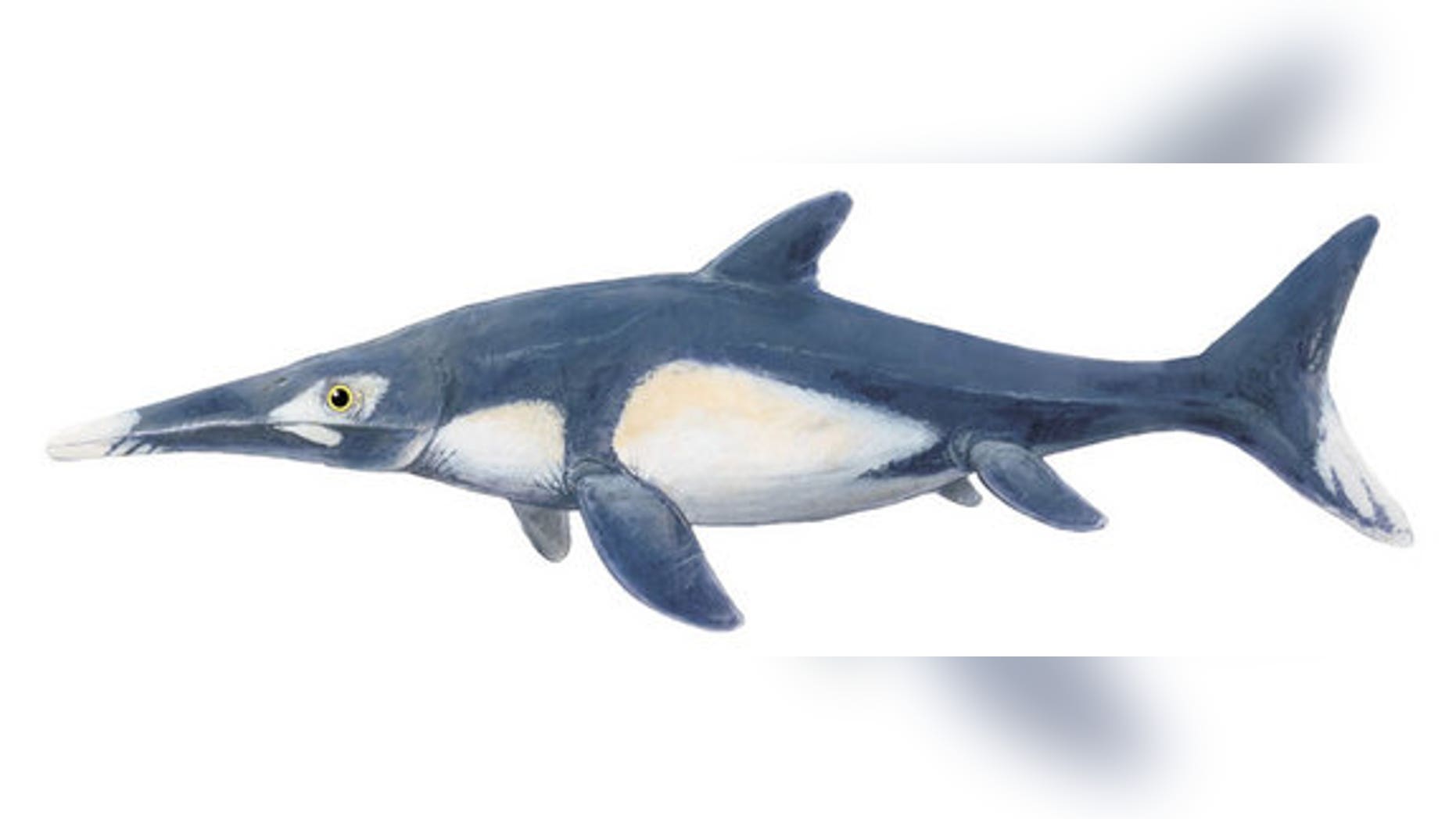 This image shows what one type of ichthyosaur, called Platypterygius, might have looked like.