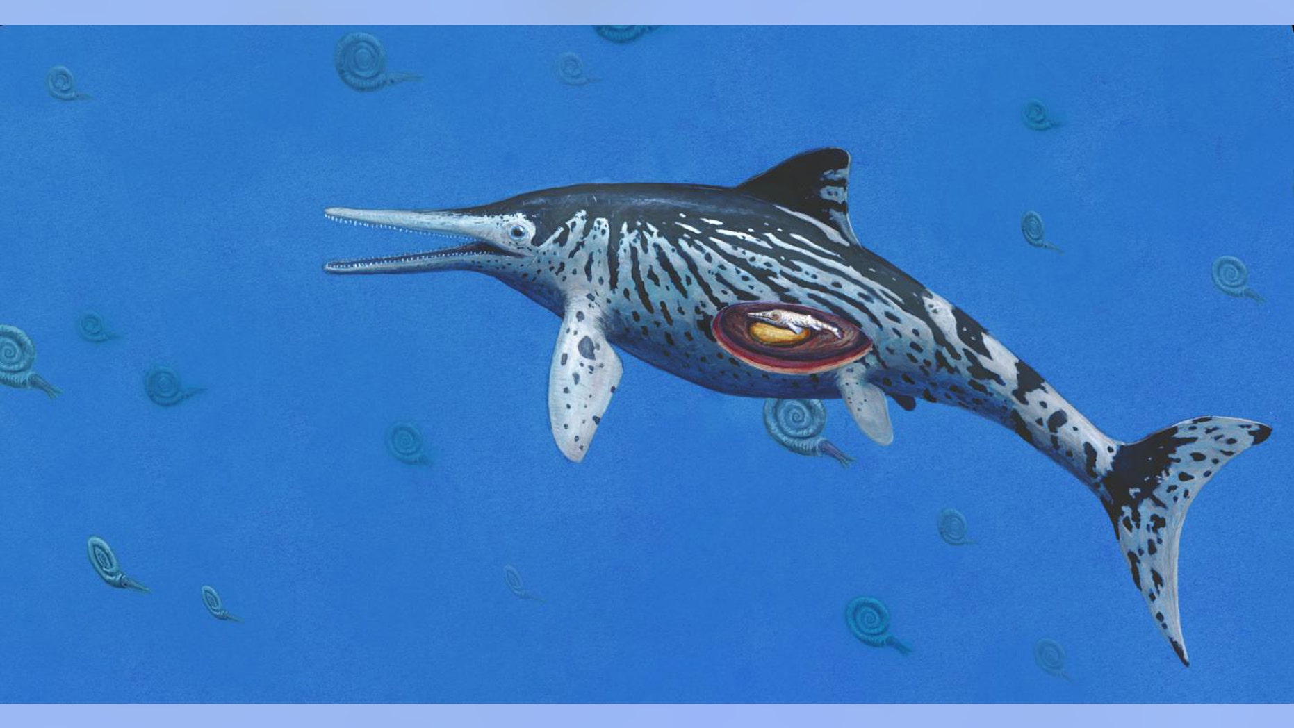 ARTIST IMPRESSION OF PREGNANT ICHTHYOSAURUS. (CREDIT: COPYRIGHT OF JOSCHUA KNÜPPE)