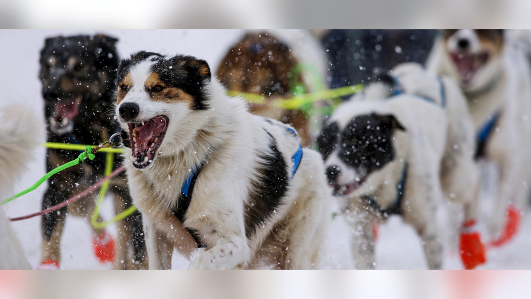 A team heads out at the ceremonial start of the Iditarod Trail Sled Dog Race to begin their near 1,000-mile (1,600-km) journey through Alaskas frigid wilderness in downtown Anchorage, Alaska March 5, 2016. REUTERS/Nathaniel Wilder - GF10000335148