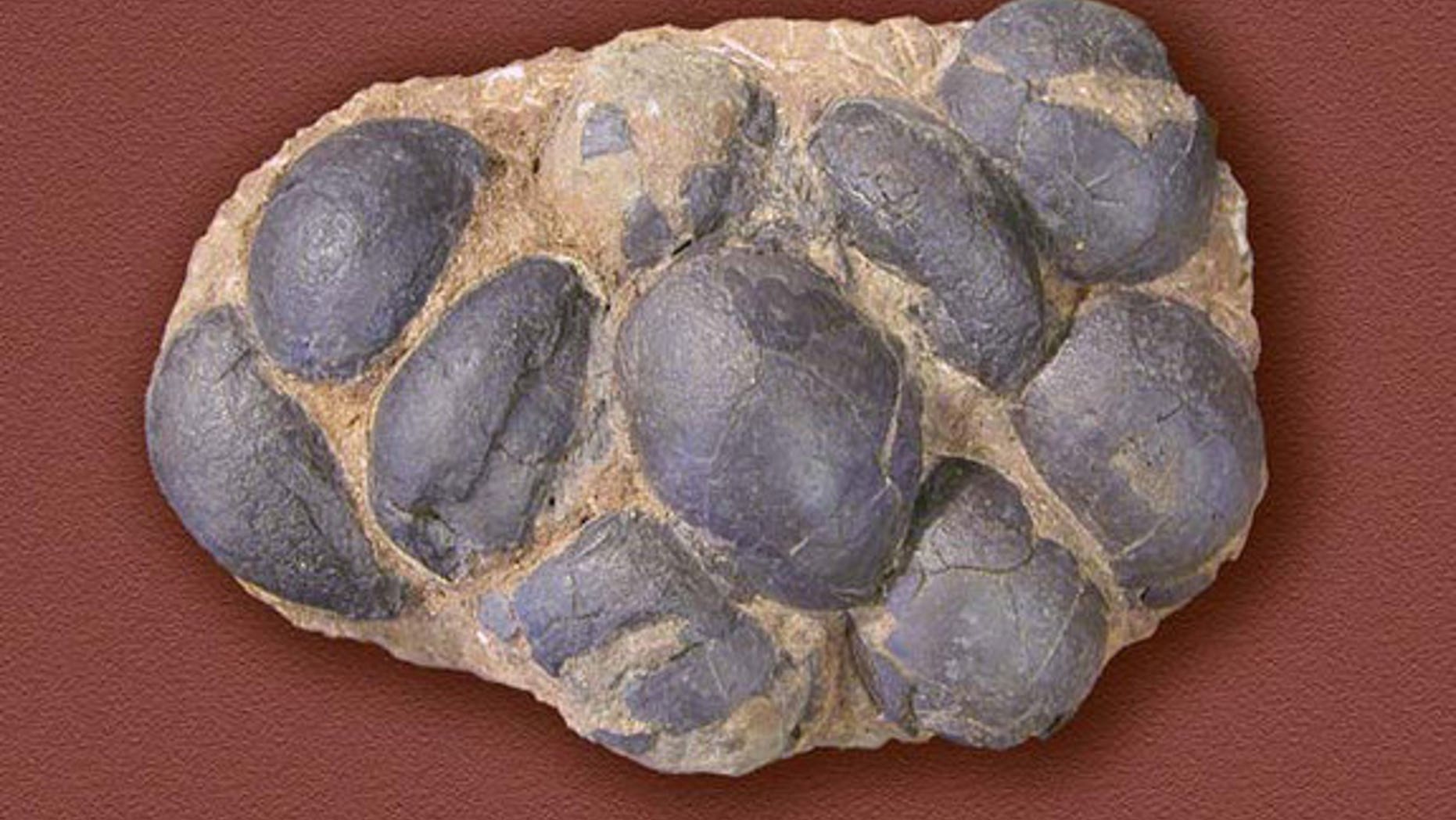 Many fossilized dinosaur eggs have been found, at over 200 sites around the world. Very rarely do the eggs have the preserved parts of embryos in them, so it is often difficult to determine the species of the dinosaur. This picture was taken on