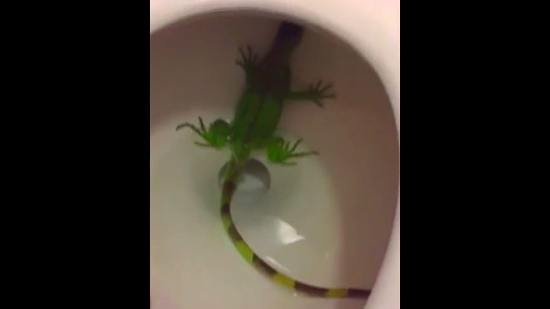 The iguana popped up in the toilet in West Kendall, south of Miami.