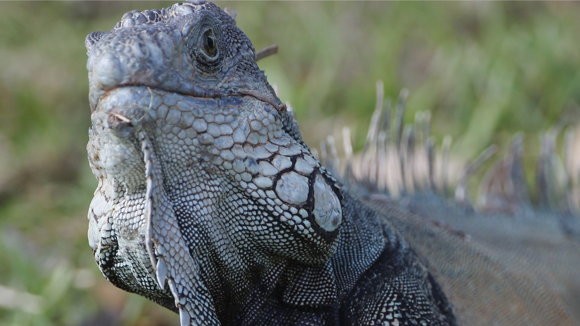 DORAL, FL - MARCH 12: An iguana watches the action on the 10th hole during the third round of the 2011 WGC- Cadillac Championship at the TPC Blue Monster at the Doral Golf Resort and Spa on March 12, 2011 in Doral, Florida. (Photo by Sam Greenwood/Getty Images)