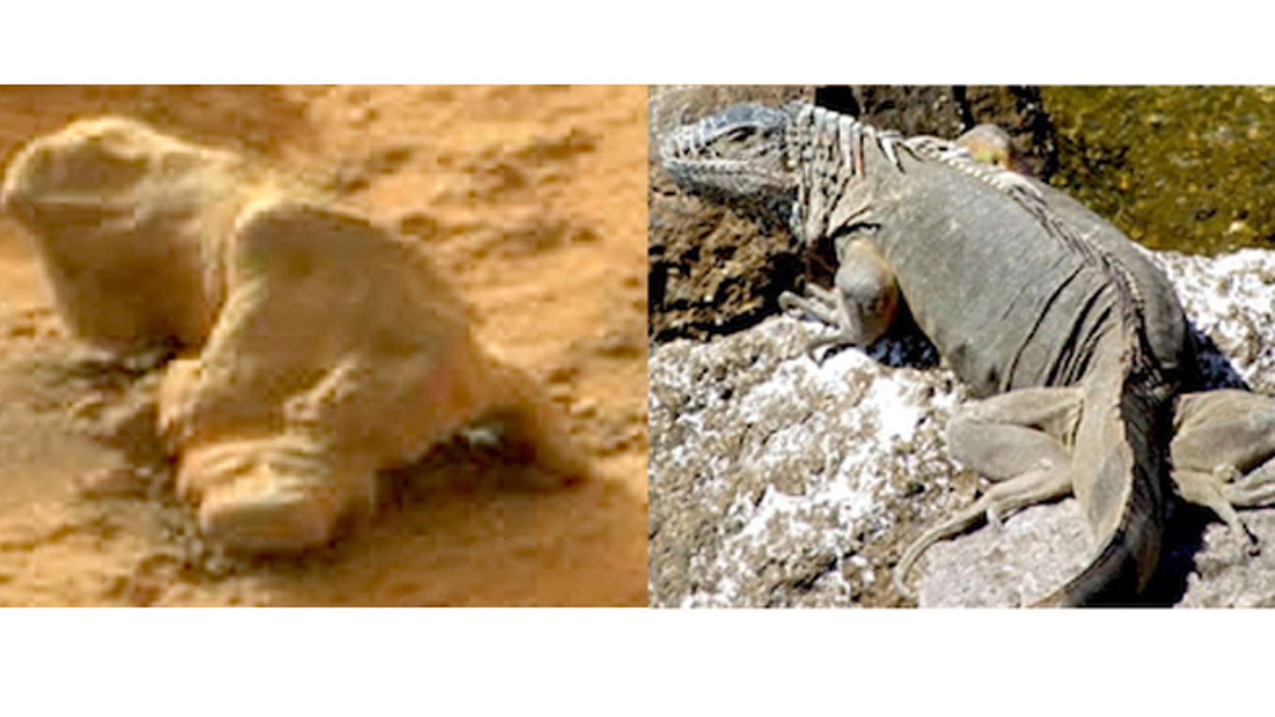 A rock found on Mars resembles an iguana.