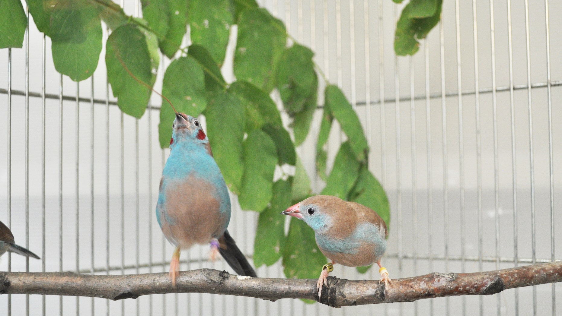 A male red-cheeked cordon-bleu is performing courtship dance. (Nao Ota)