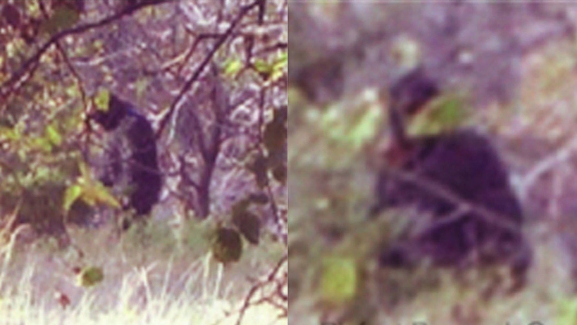 Photographs purportedly show a large, apelike creature in Central Oklahoma -- evidence they may also live in Texas, some say.