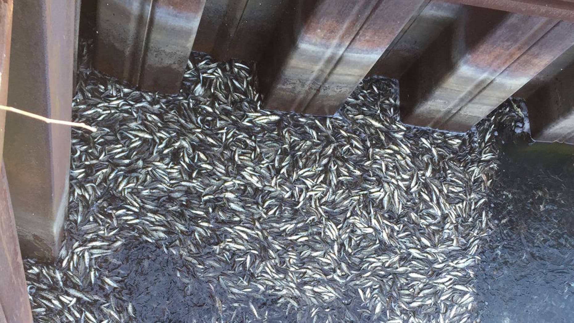 The perch in Lake Michigan may have died from a phenomenon known as "upwelling."