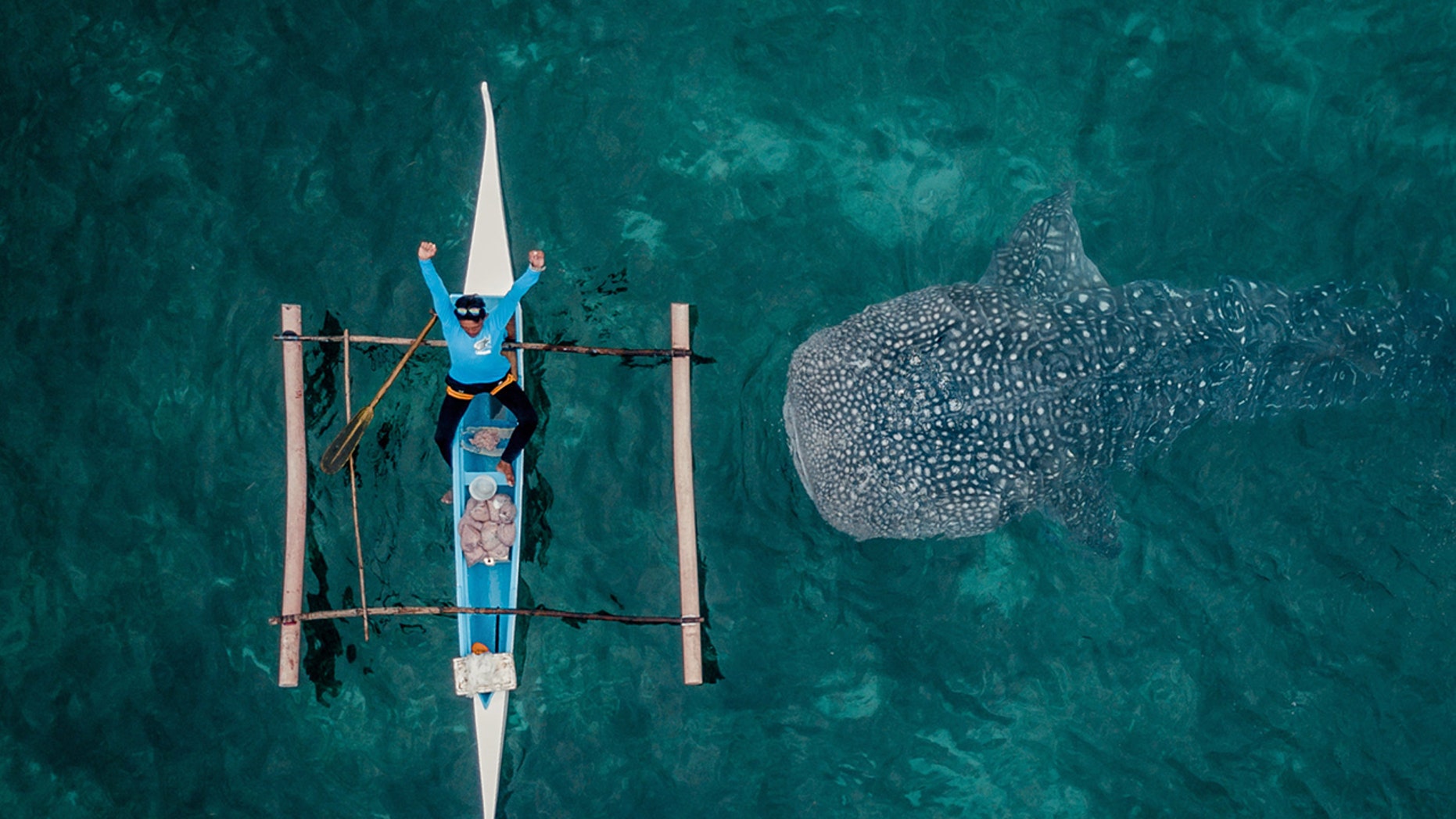 Photographer Captures Whale Shark Swimming Beneath Sleepy