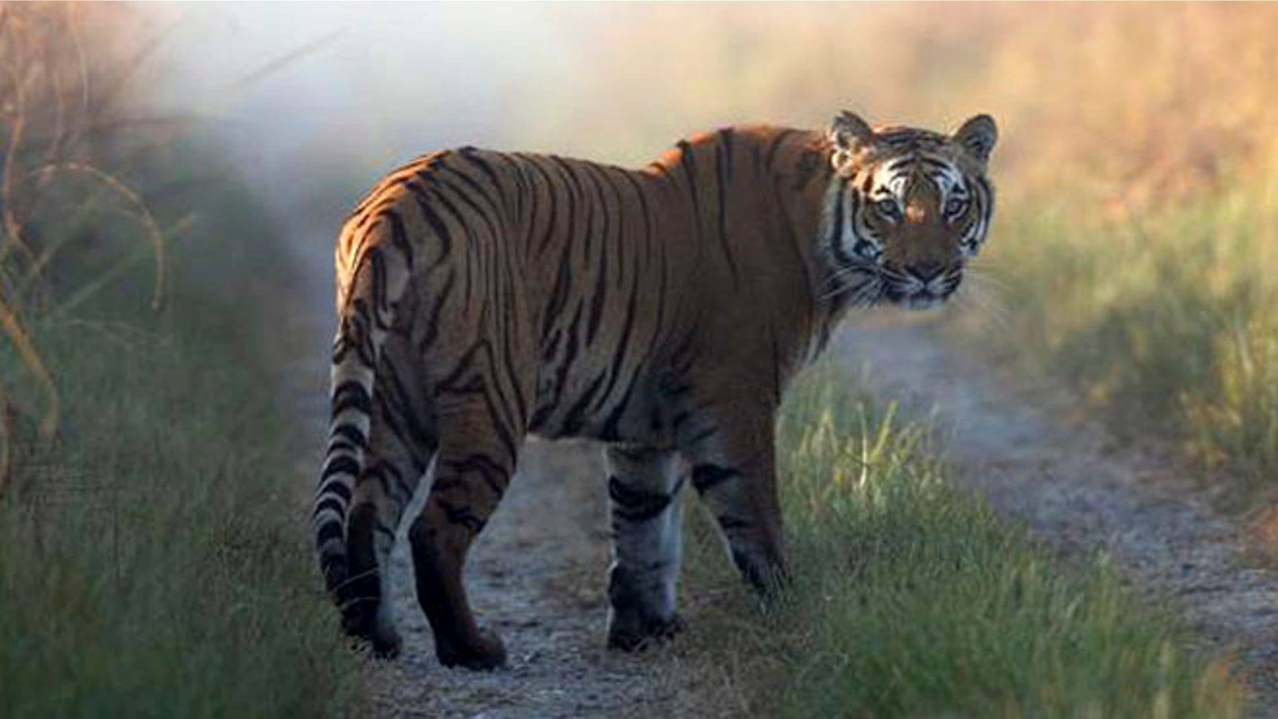 This undated file photo released by Corbett Tiger Reserve, shows a tiger at the reserve in the northern Indian state of Uttarakhand. Forest officials said another tiger who strayed from the park killed its 10th human victim in six weeks on Sunday, Feb. 9, 2014.