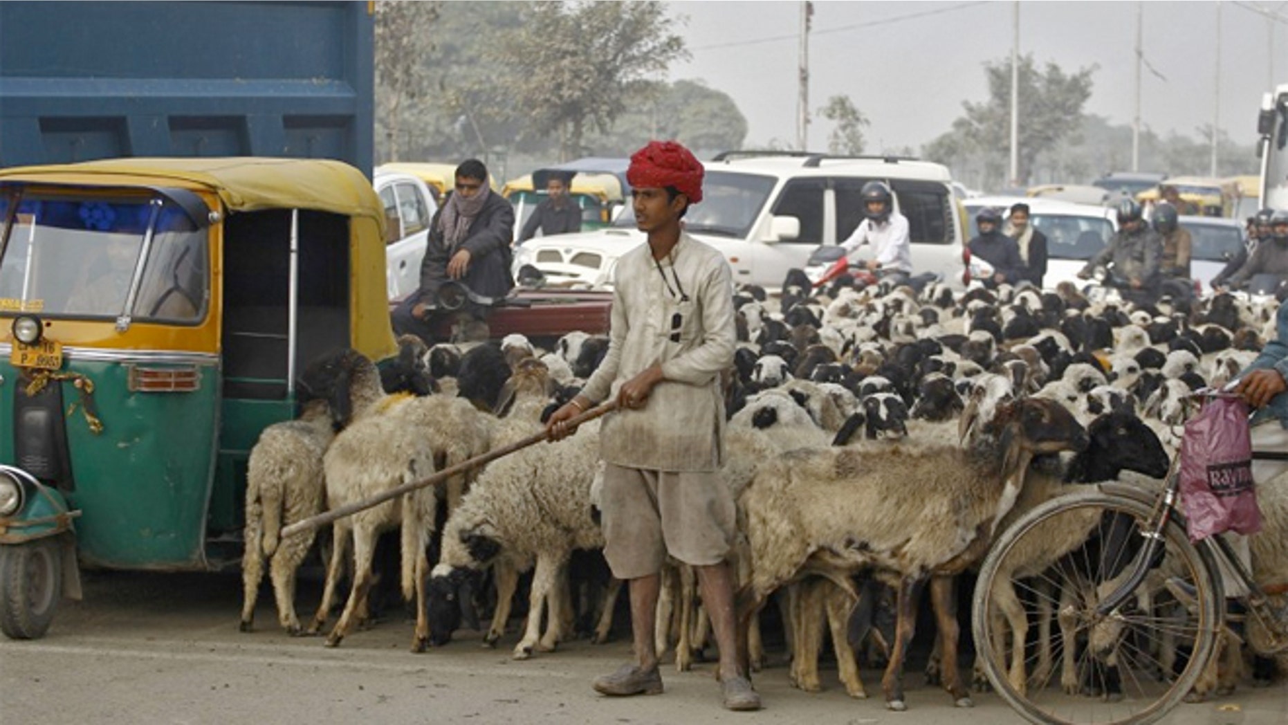 A shepard and his flock in the middle of traffic outside Delhi, India.