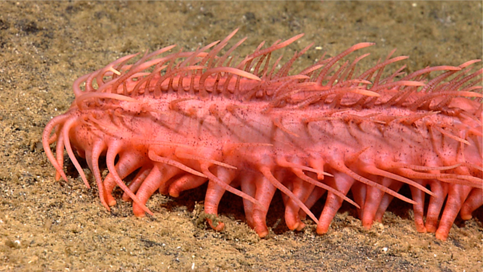 This image provided by NOAA shows a close look one of the many interesting images collected by the Little Hercules ROV during the INDEX 2010 Exploration of the Sangihe Talaud Region off Indonesia in July.