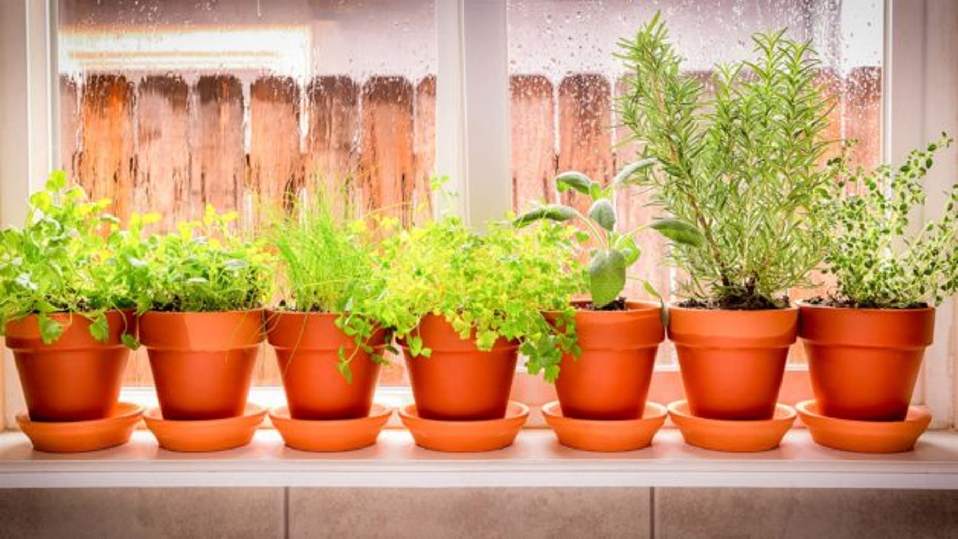 indoor-herb-garden