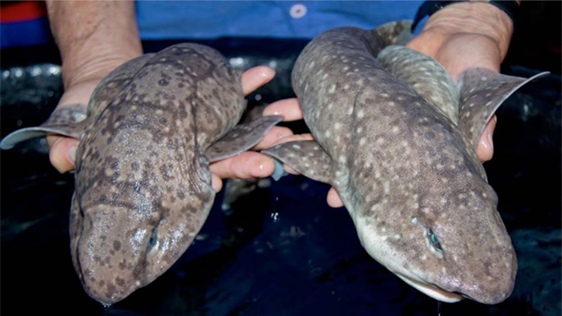 These swell sharks can make like giants by inflating their bellies with water.