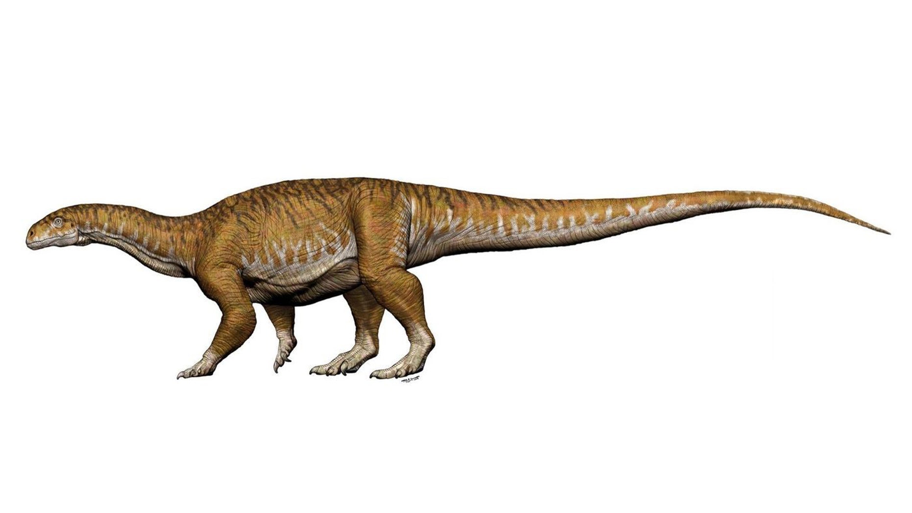 An artist's imagining of Ingentia prima. (Credit: Jorge A. González)
