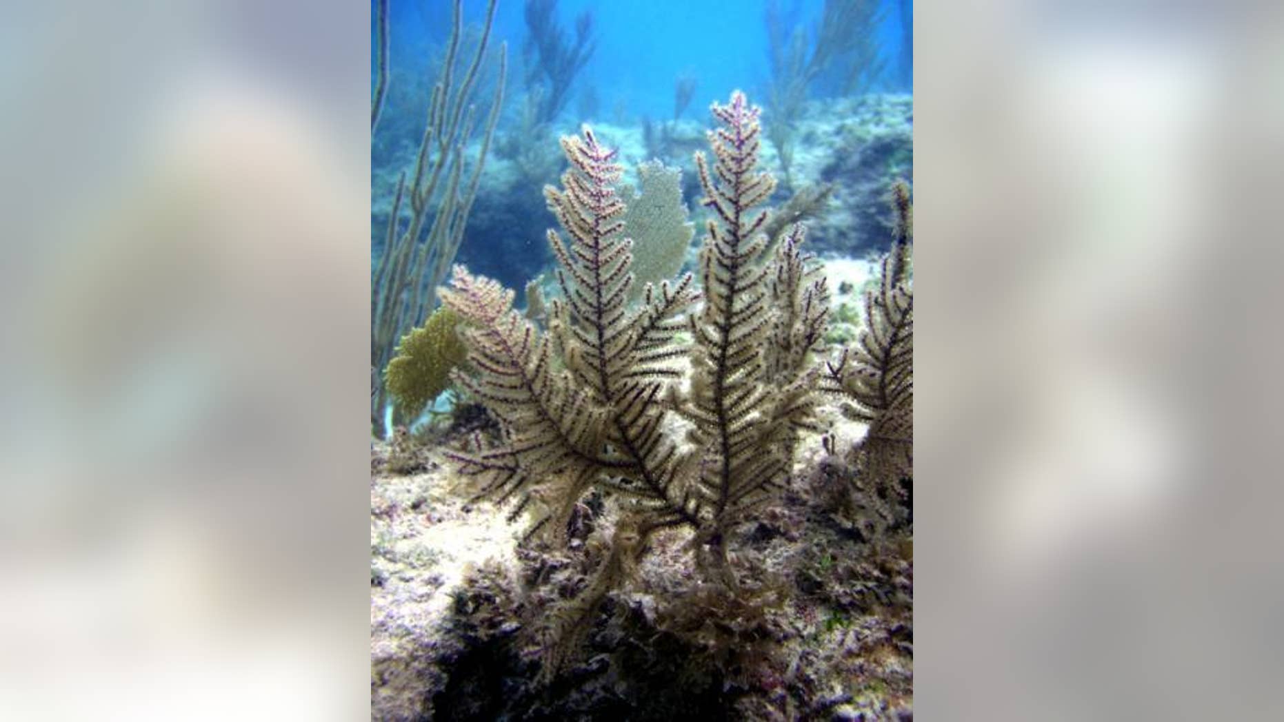A colony of <em>Antillogorgia elisabethae</em> coral in the Bahamas suffers long-term effects after injury.