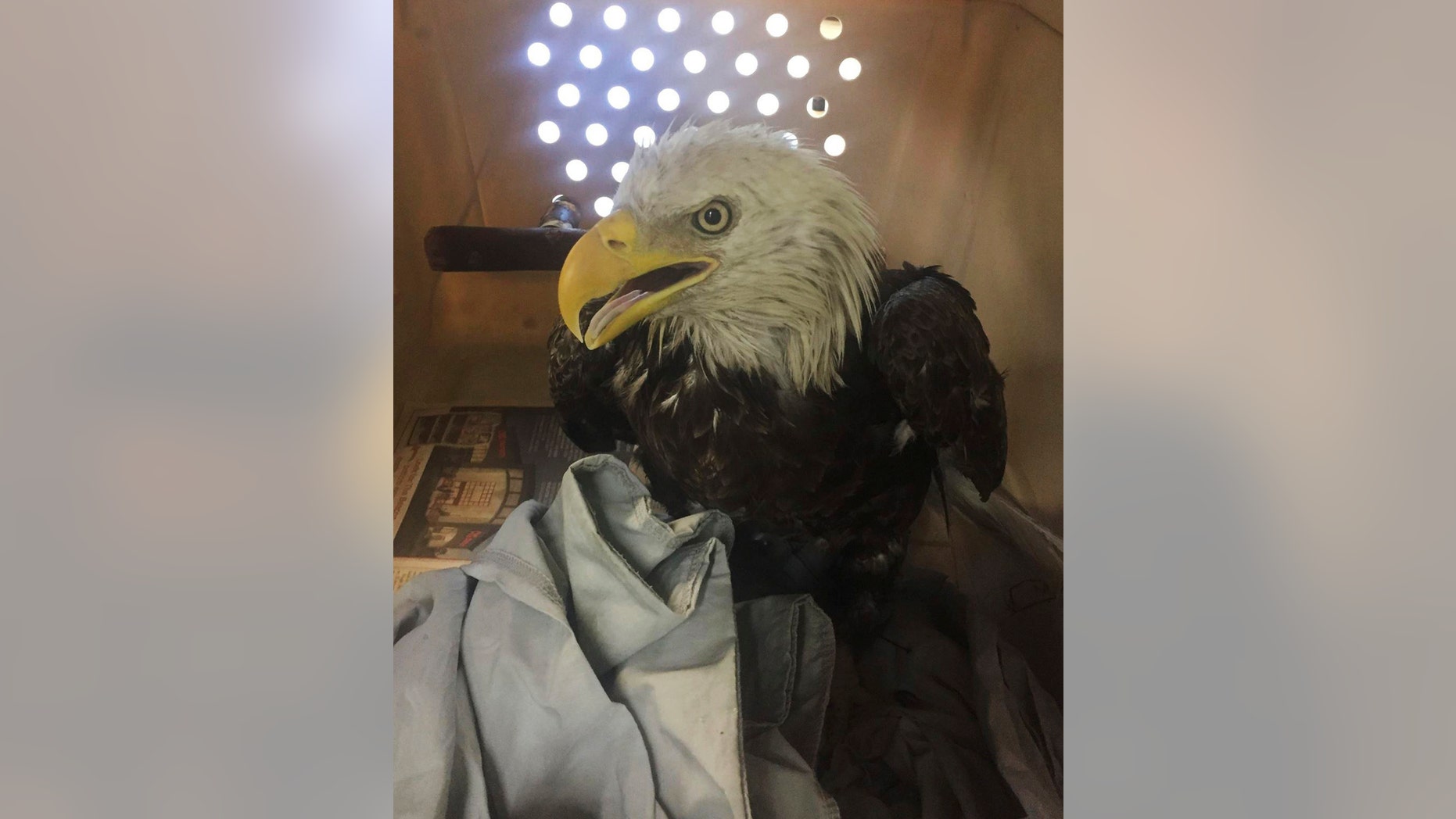 This July 1, 2017 photo provided by the Humane Rescue Alliance shows an injured bald eagle found in Washington. It was unable to fly, appeared lethargic and had labored breathing. (Humane Rescue Alliance via AP)