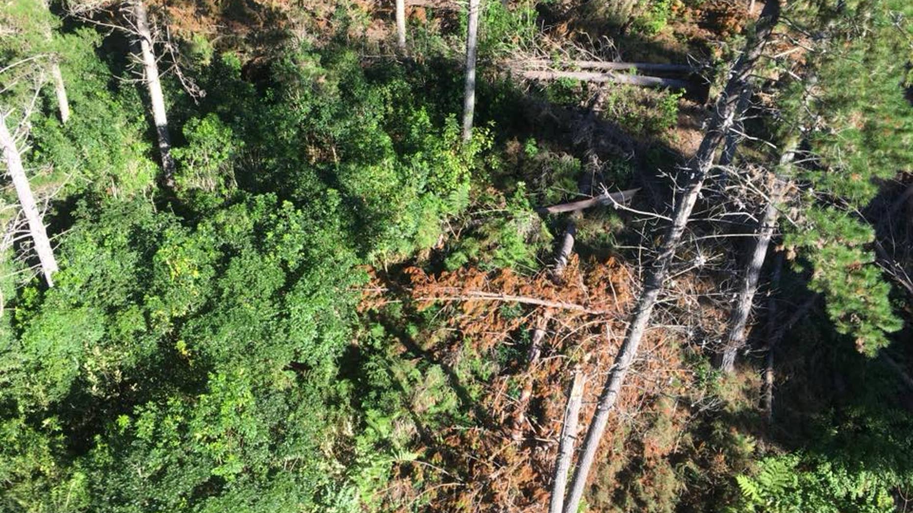 The injured hunter was obscured by dense undergrowth, but emergency services was able to locate him. Can you spot the man?