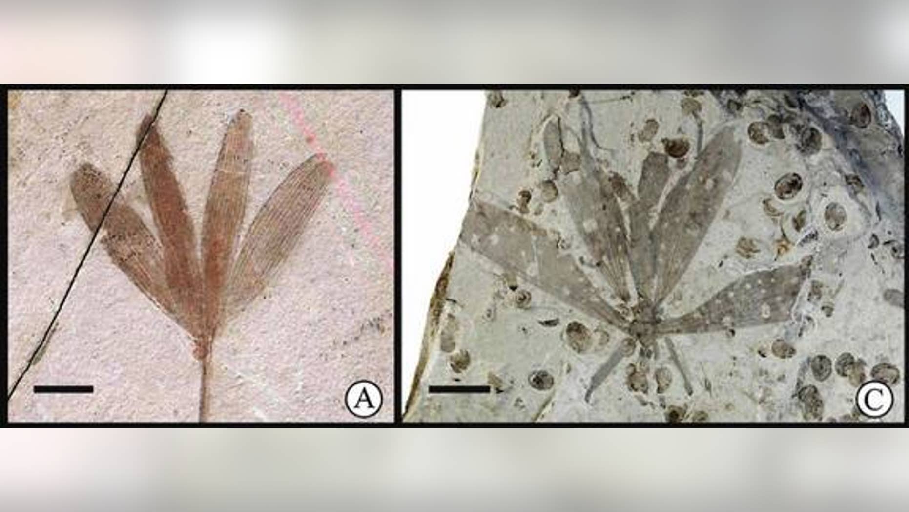 The hangingfly <em>J. ginkgofolia</em> (right), which mimics the appearance of a leaf from the ginkgo-like tree <em>Y. capituliformis</em> (left). Scale bars: 10 mm.