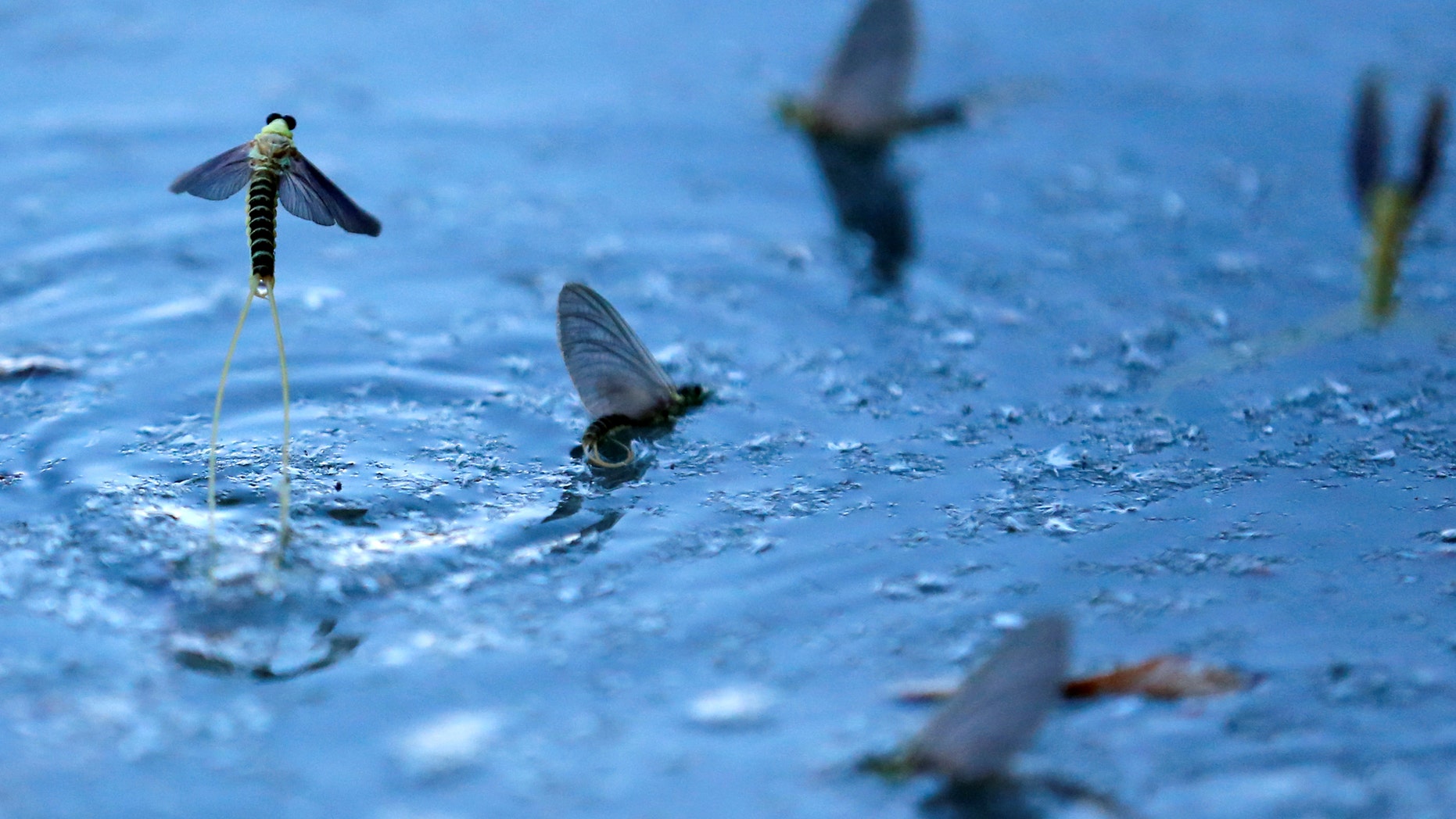 Researchers say there appears to have been a steep and extremely worrying decline in insect populations in recent decades. (REUTERS/Laszlo Balogh)