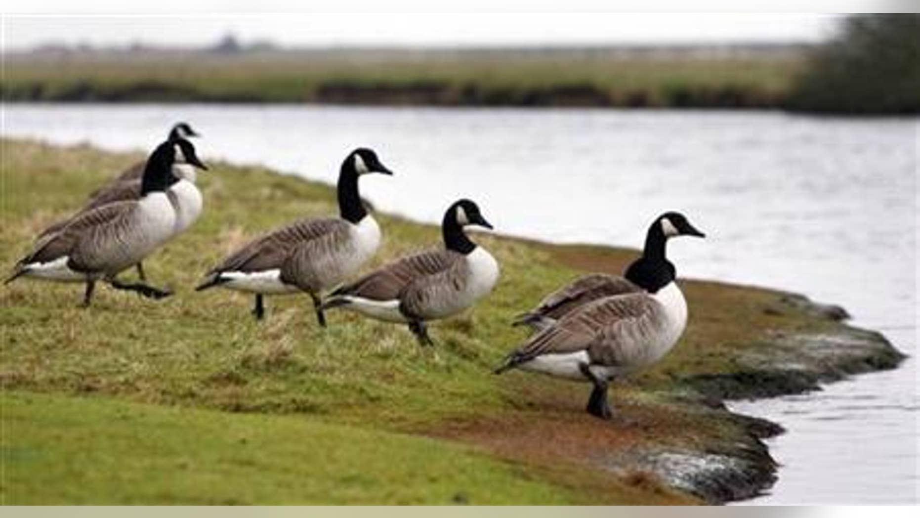 Canada geese walk towards the water at Cuckmere Haven in southern England.