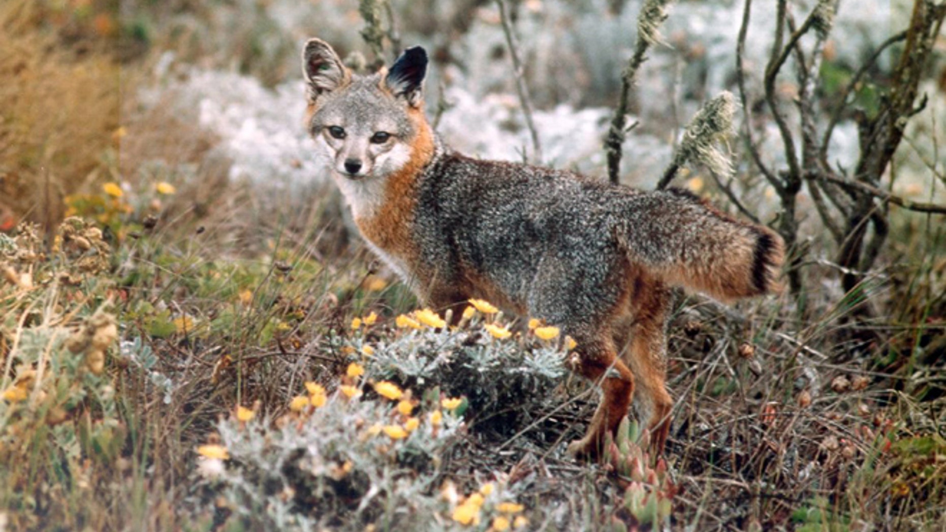 This undated photo provided by the U.S. Fish and Wildlife Service shows an island fox amid native shrubbery in Channel Islands National Park, Calif.