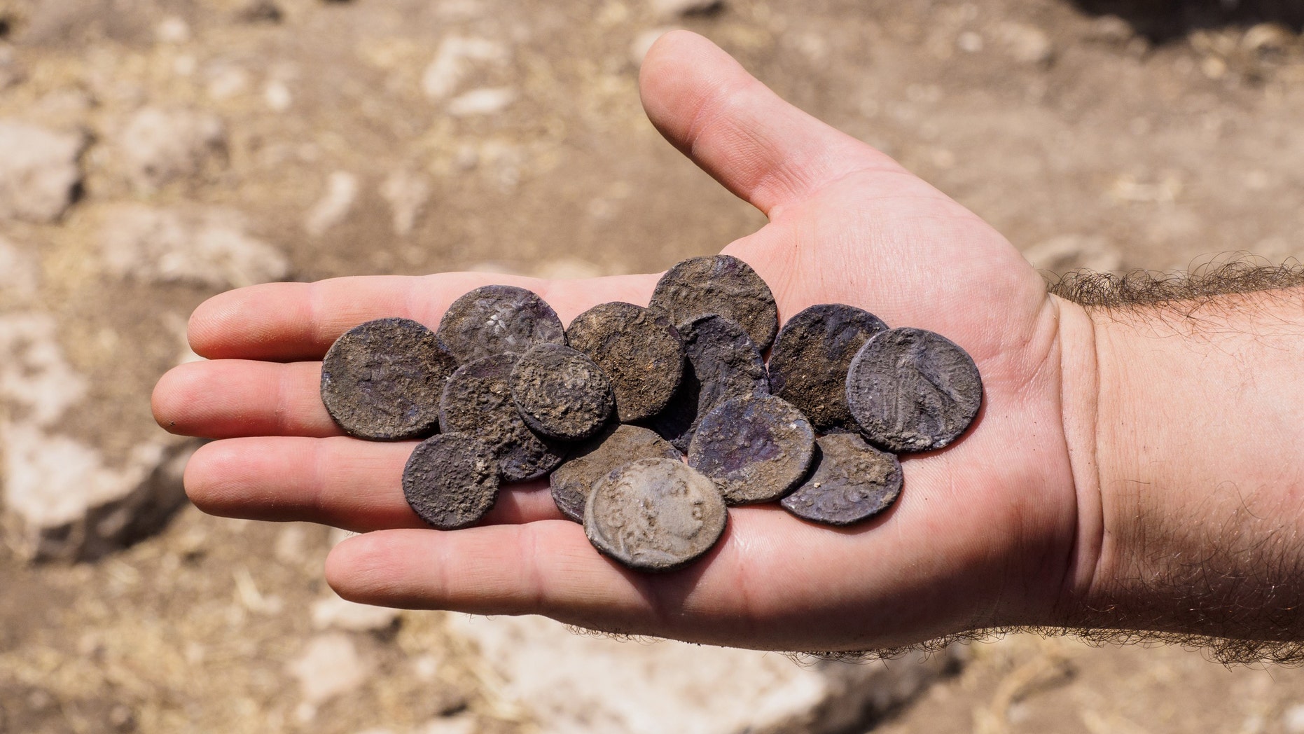 The cache of silver coins found at the estate house. (Photographic credit: Assaf Peretz, courtesy of the Israel Antiquities Authority)