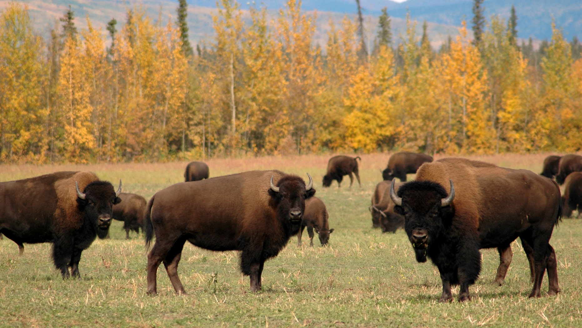 Wild bison may be making a comeback in the West.