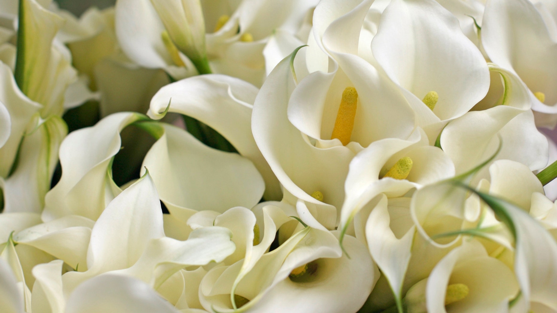 It’s true that several common houseplants are indeed toxic to children and pets. So the next question you might ask yourself is: would you pay for beauty at any cost?