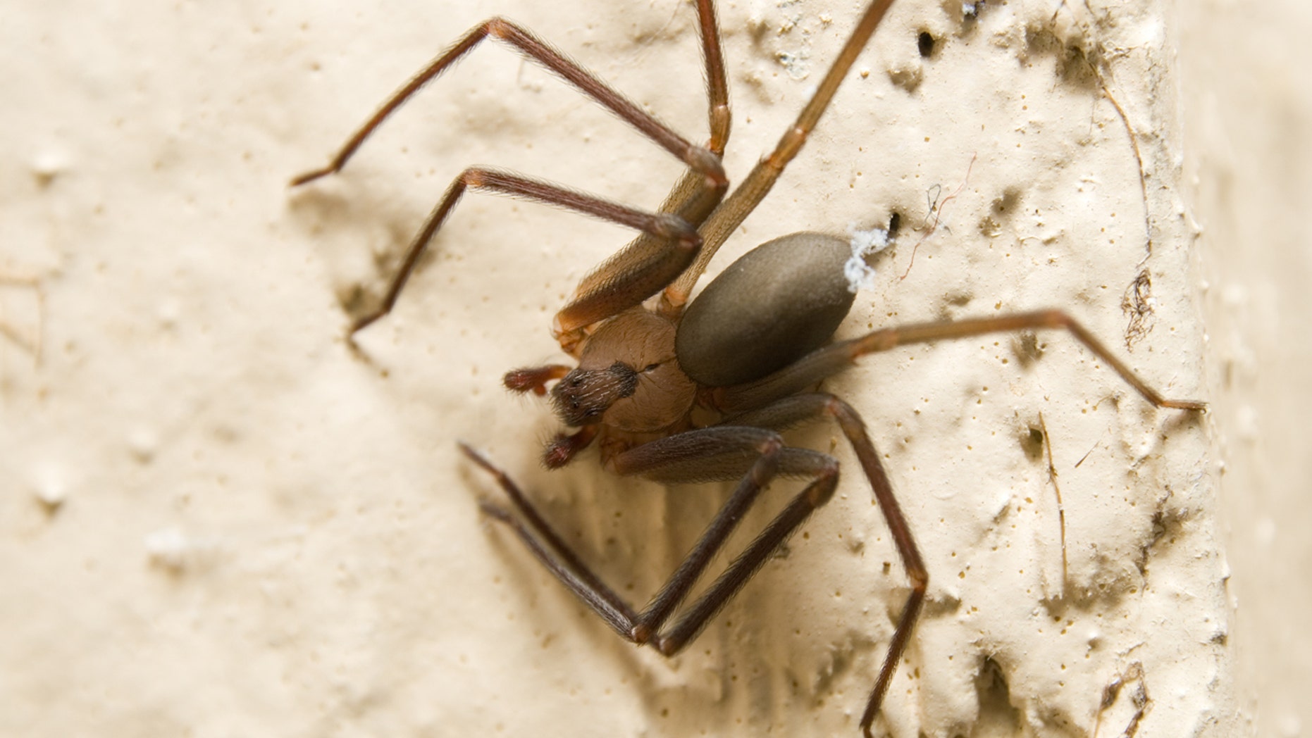 A Mississippi man who claims he was bitten by a brown recluse spider while awaiting takeoff on an American Airlines flight in 2016 is now suing.