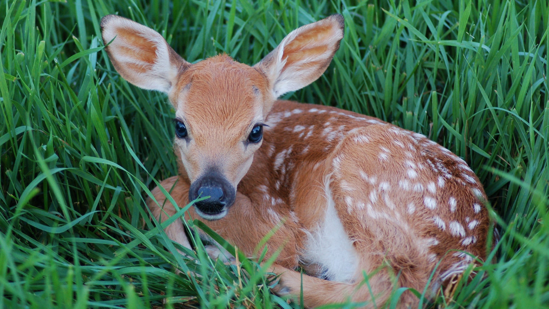 State wildlife agents were dispatched and found Chanthapanya — the owner of the restaurant — later at his home, where he was butchering the fawn.