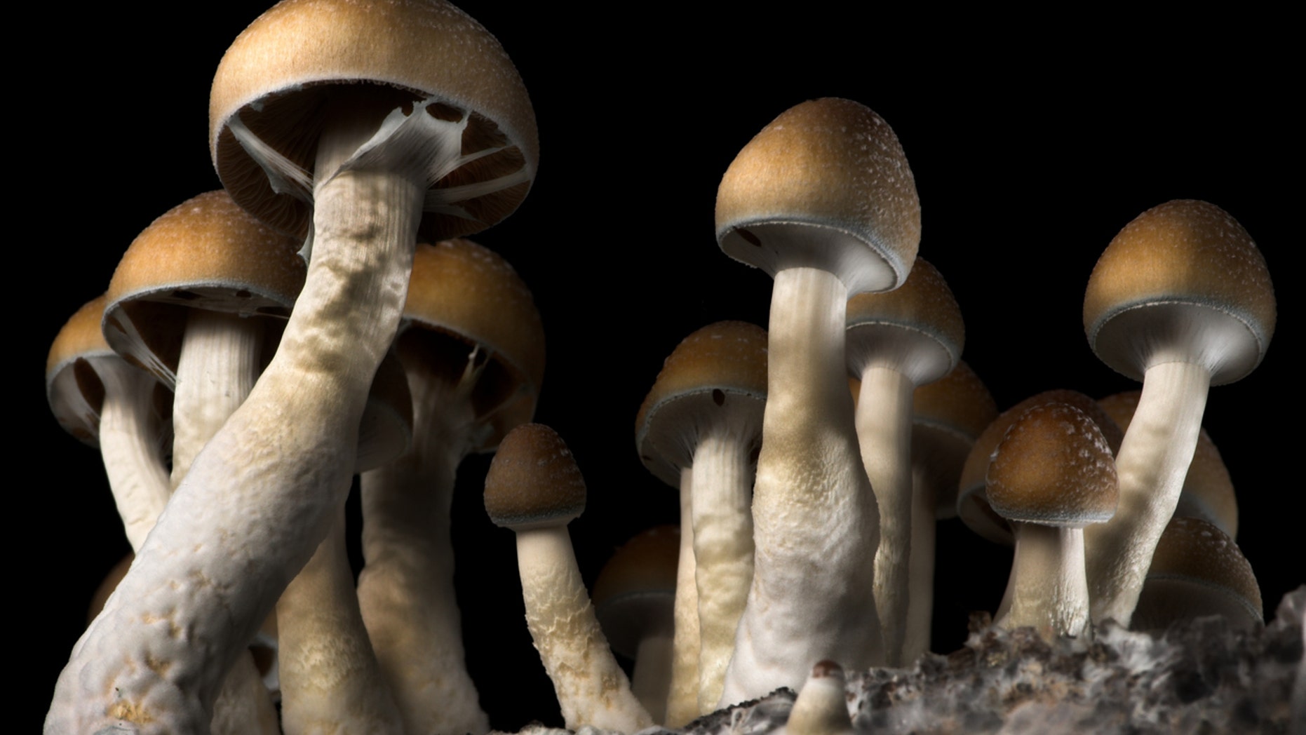 Brain-scan data from the new research suggests that psilocybin does impact brain networks that are associated with depression.