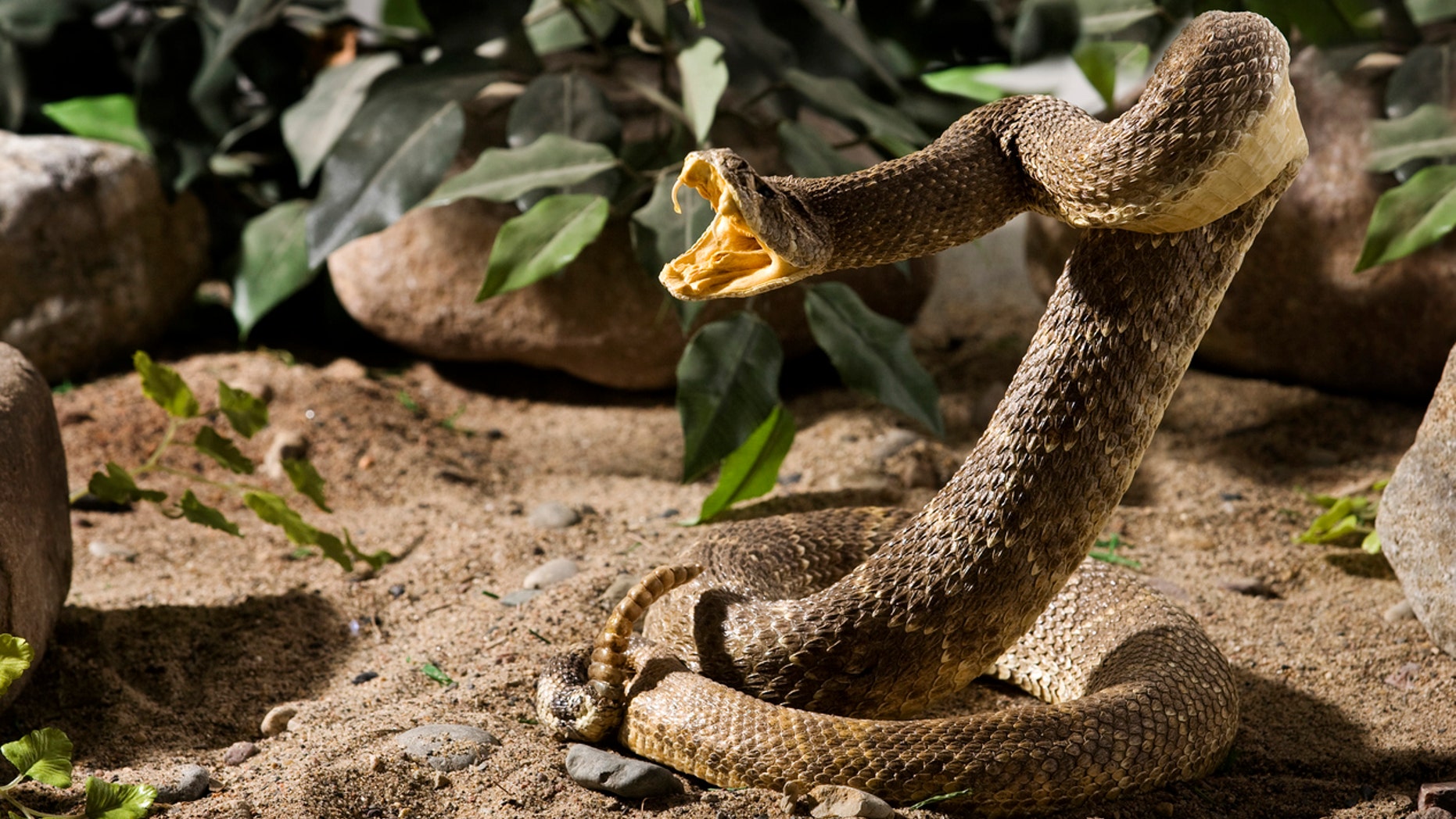 An Arizona man has learned not to play with snakes anymore.