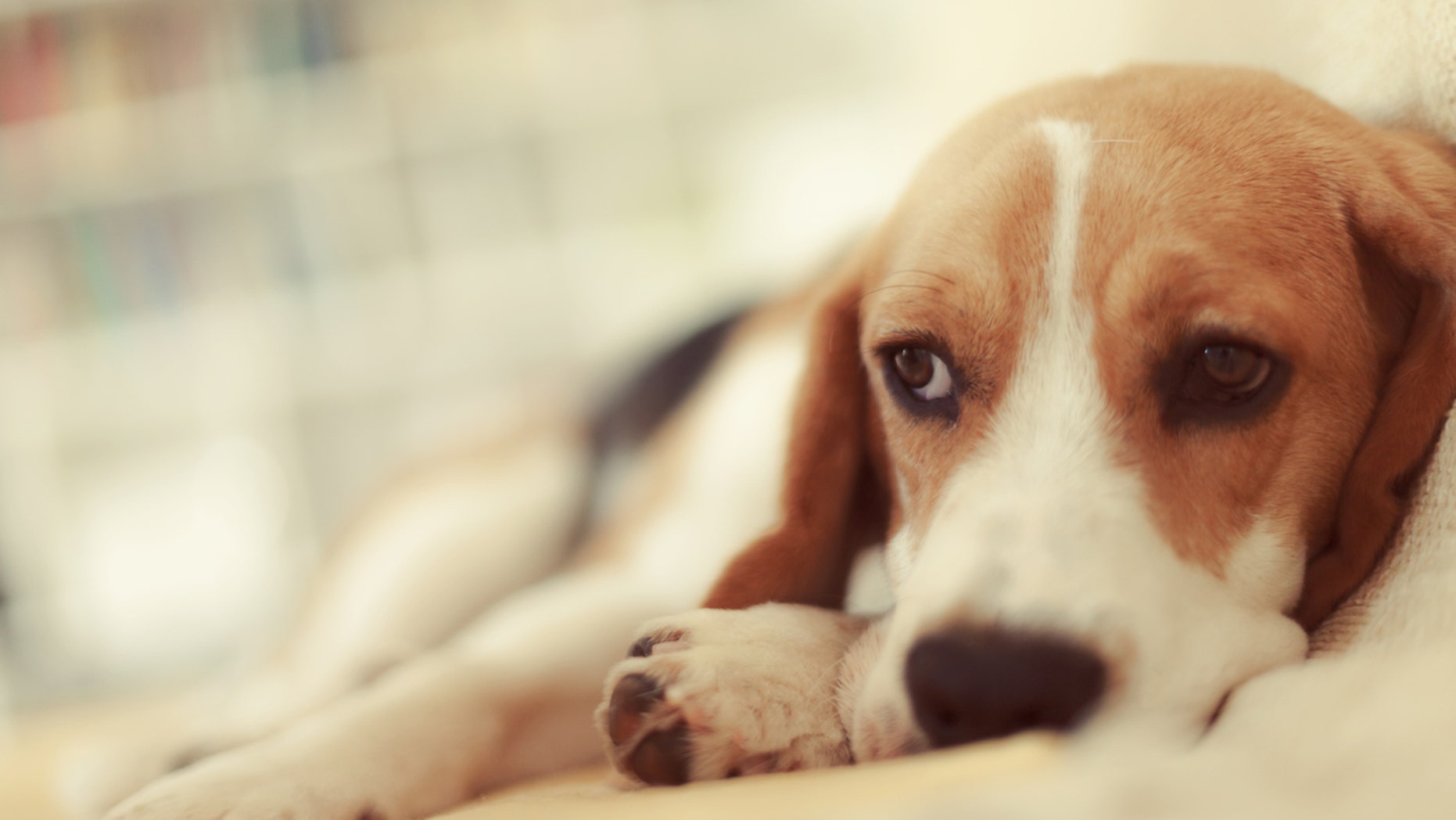 An unidentified puppy lays on a couch.