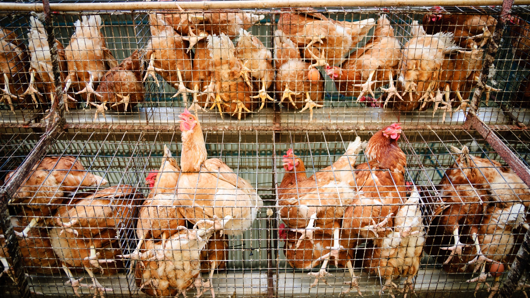 Back side view of a caged poultry farm.