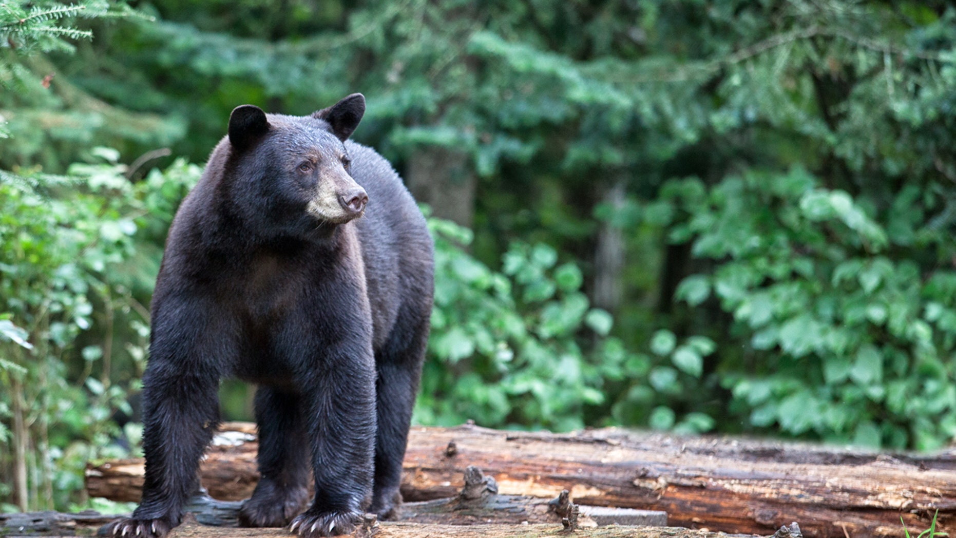 A black bear with a sweet tooth destroyed one New Jersey baker's car window early Thursday.
