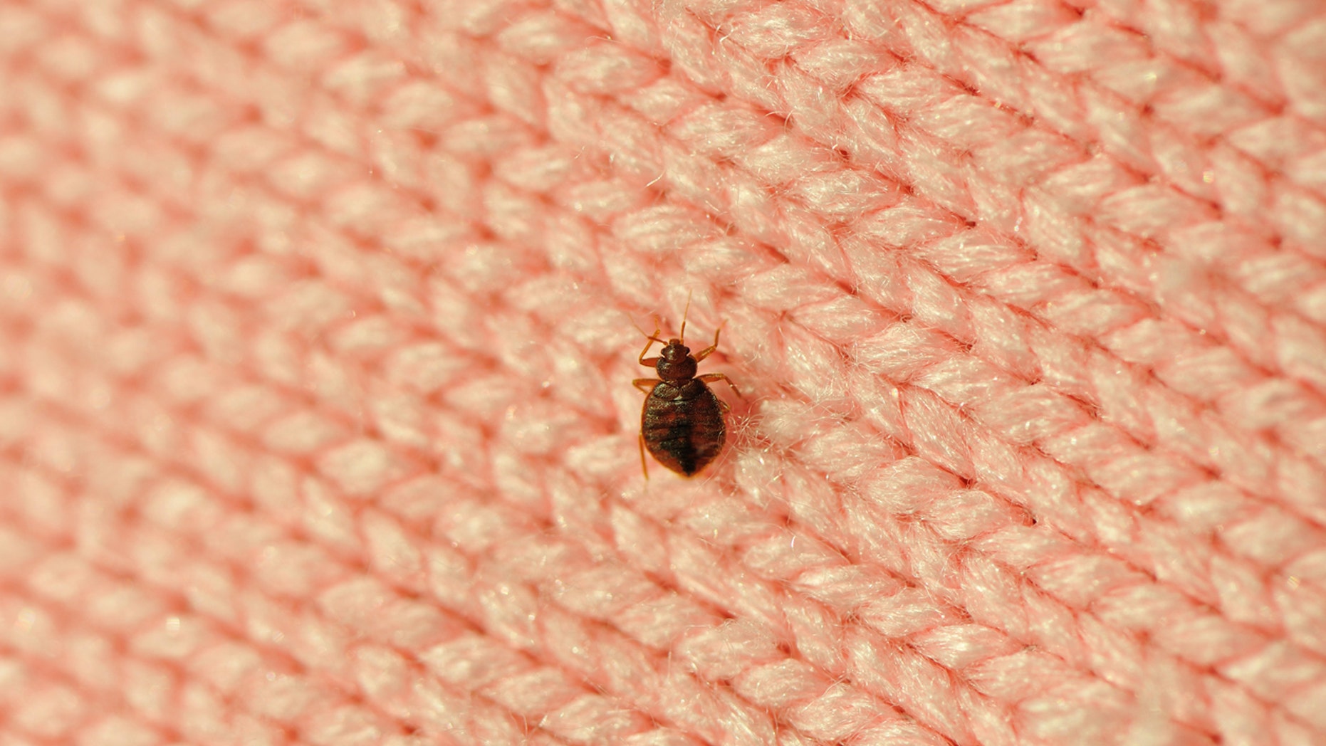 Not only do bed bugs leave mysterious, itchy bites on your skin, but people who have them often find themselves emotionally distressed and sleep-deprived.