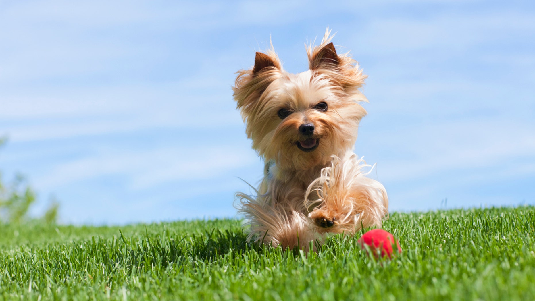 Even the best-trained pets have accidents now and then, and not just during summer!