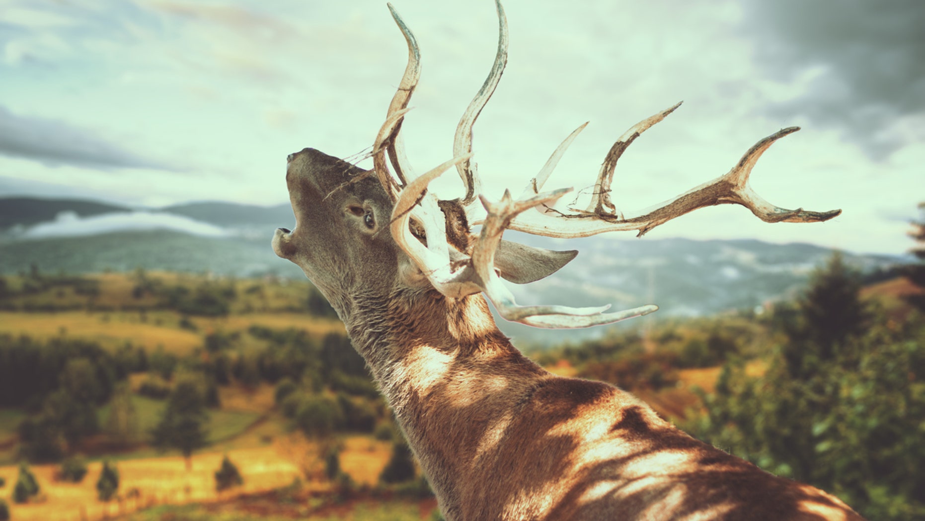 Chronic wasting disease has the potential to decimate populations, and it's spreading across the United States.