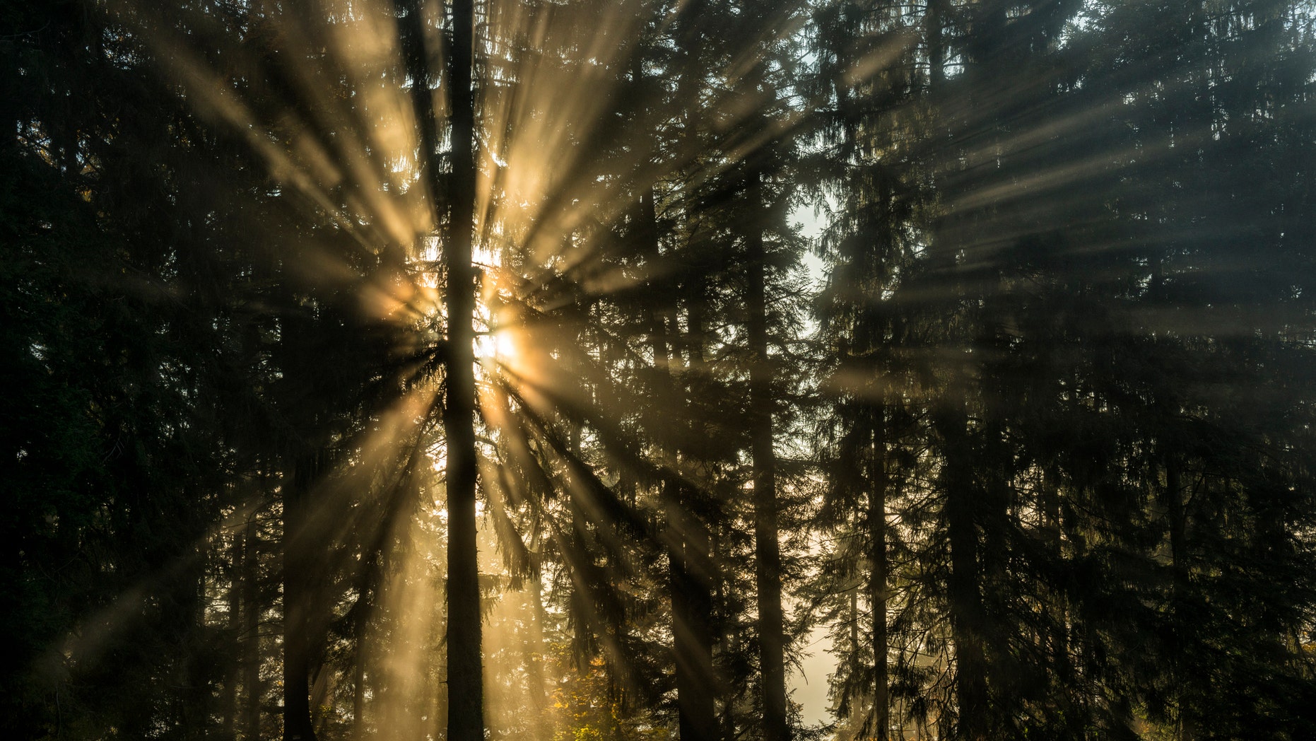 Sunbeams shining through a mixed forest in autumn at evening. Because of a bit fog they are visible.