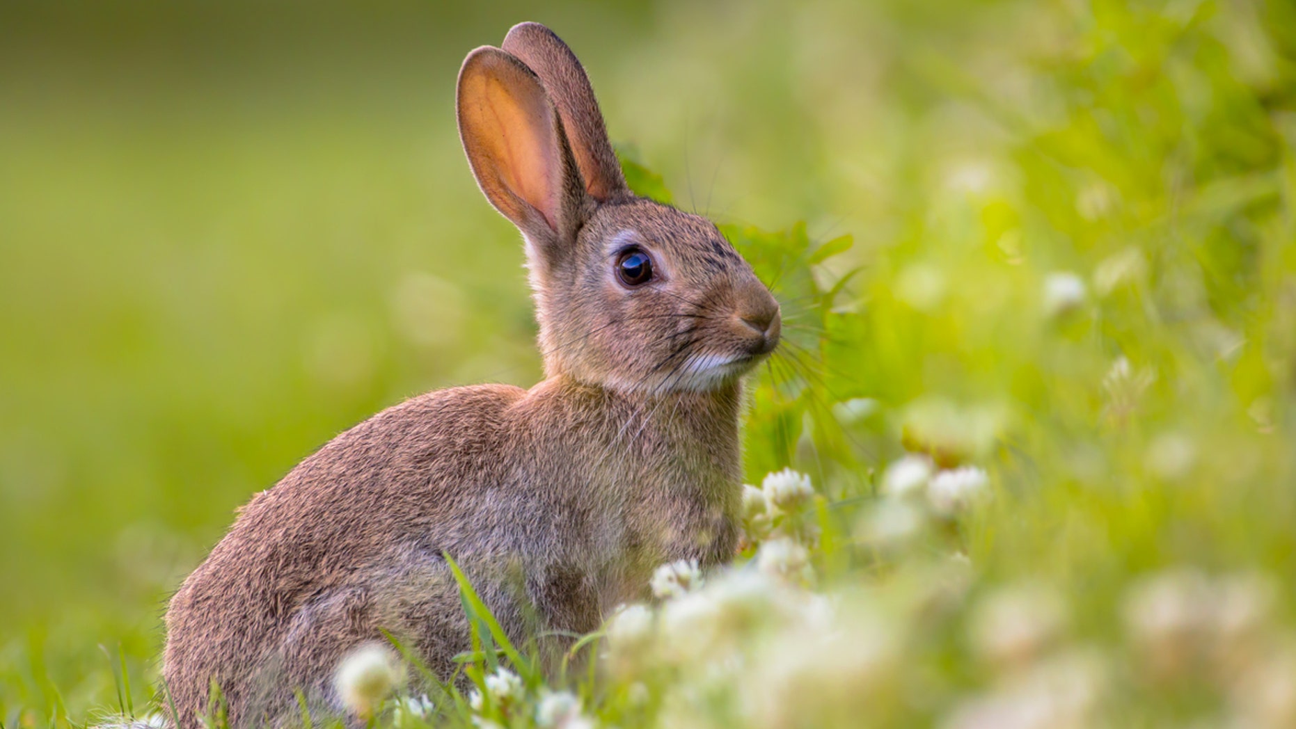 Rabbit fever is a bacterial infection caused by the bacterium Francisella tularensis.