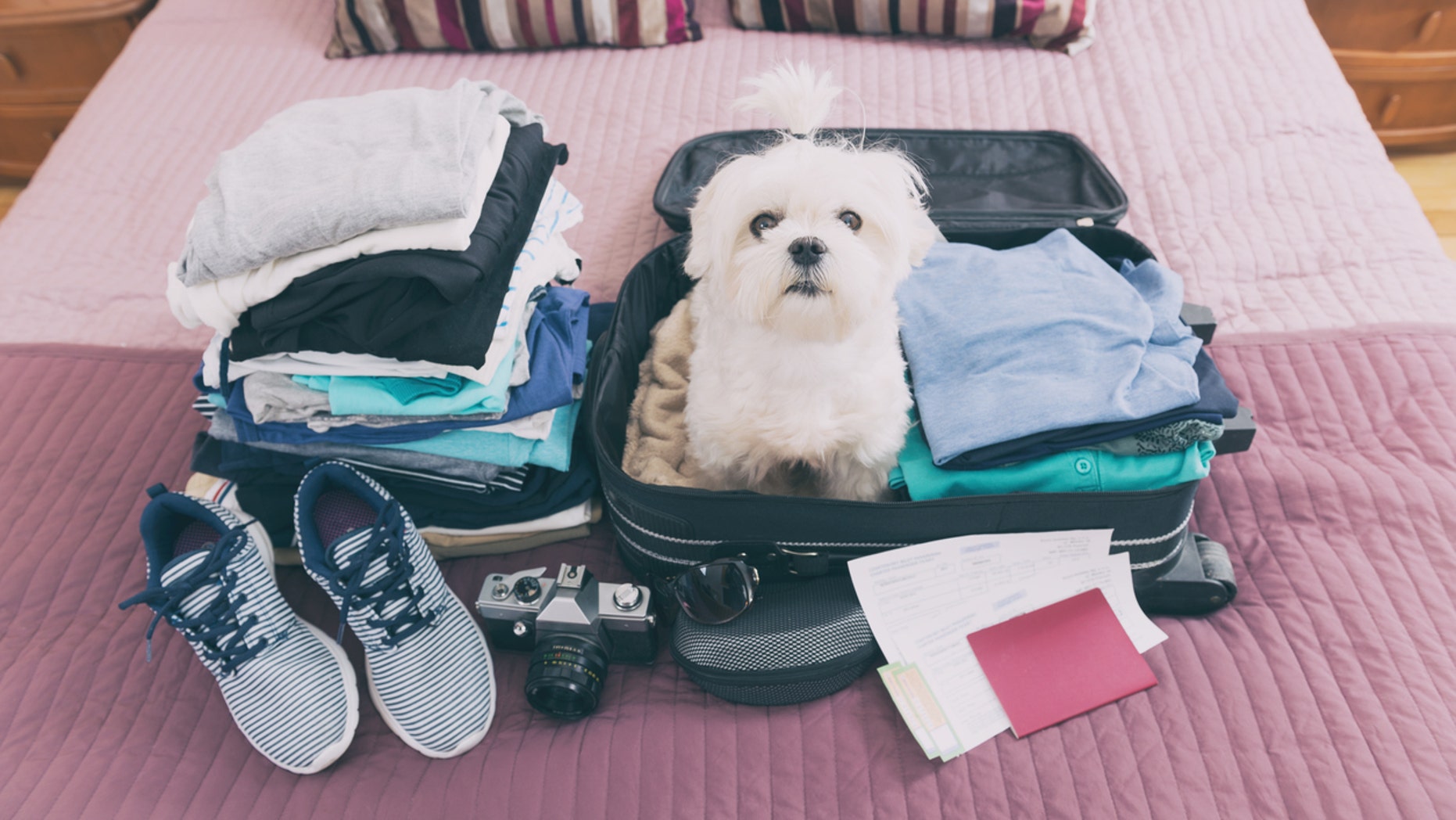 Small dog maltese sitting in the suitcase or bag wearing sunglasses and waiting for a trip