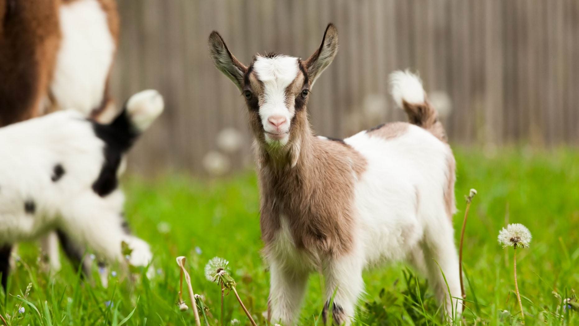 Baby goats may overshadow historic eclipse at one Oregon farm.