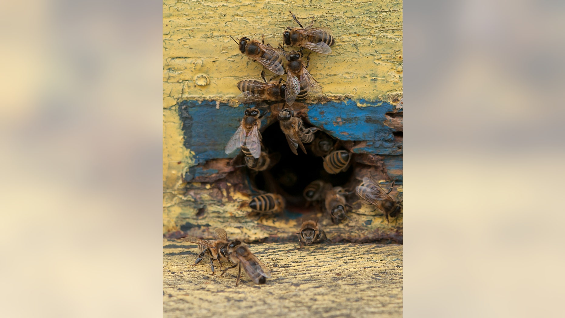 Vern Roberts and his wife Mary claim they were attacked by hundreds of bees outside their home.