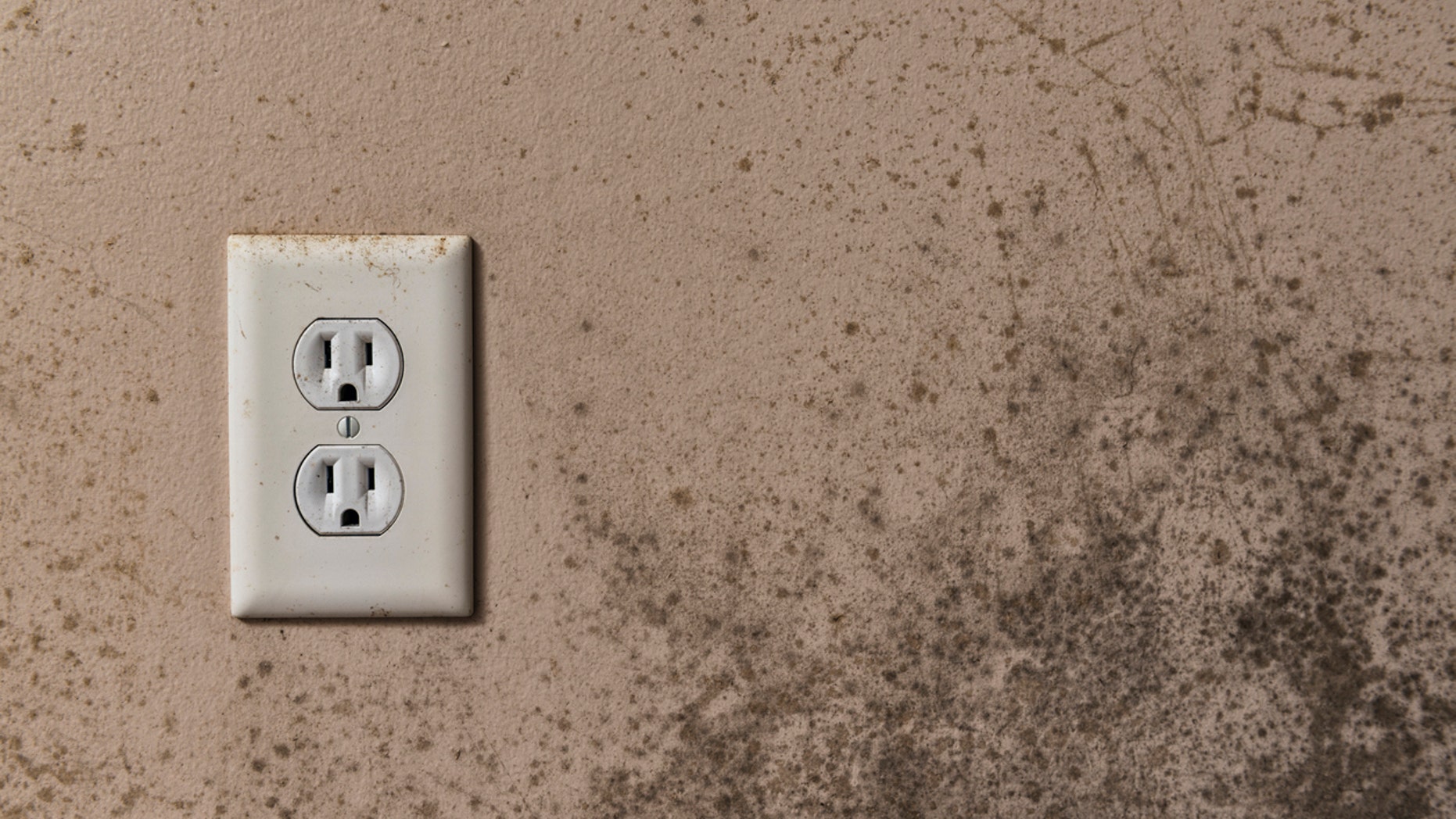 Toxic mold syndrome doesn’t actually refer to the mold itself, and not every mold will produce symptoms of toxicity.