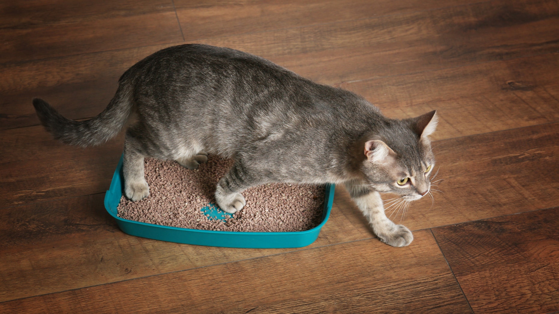 Researchers reasoned that if Toxoplasma makes people more risk-prone, those tendencies might extend to decisions about whether to start a company.