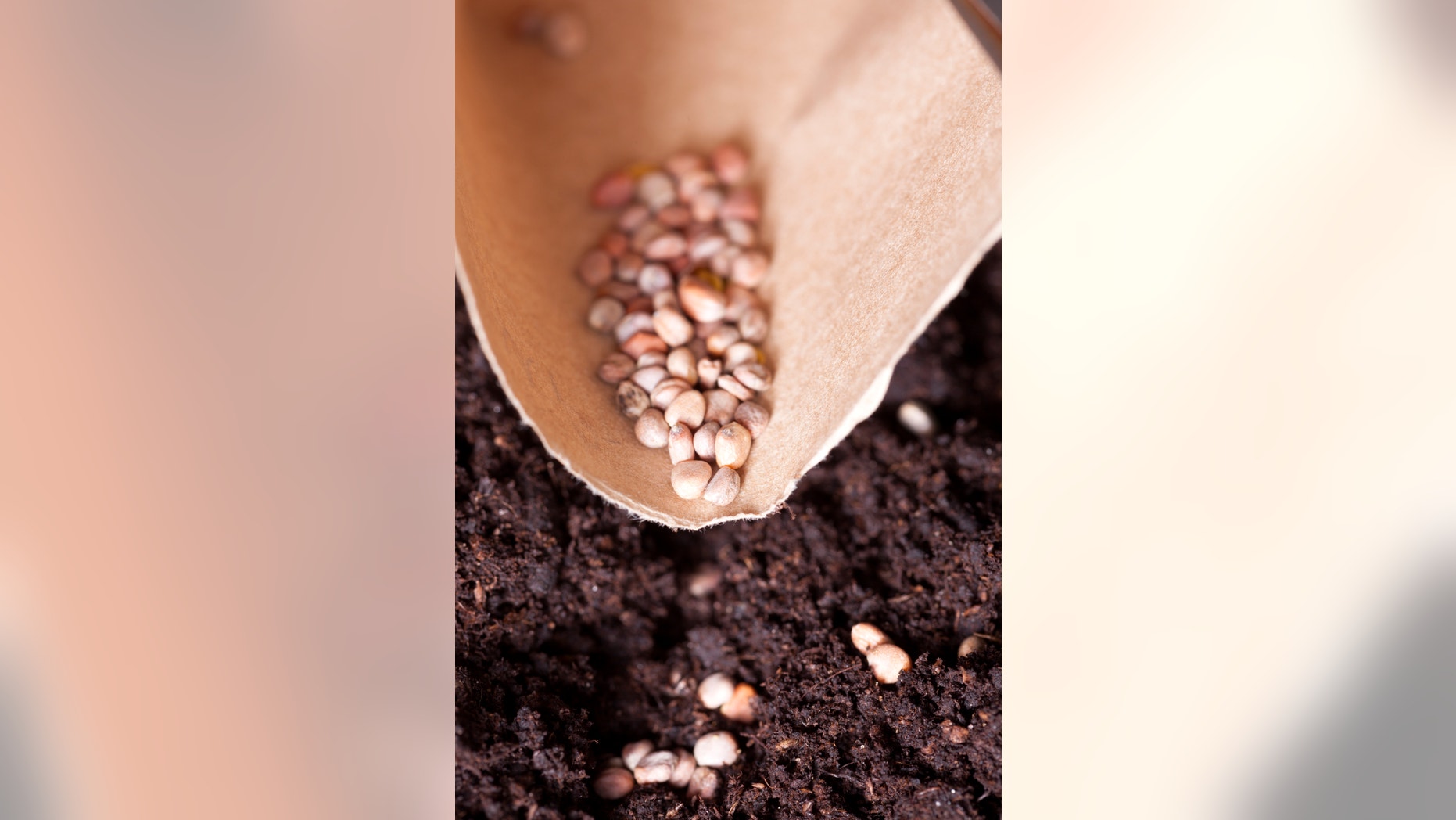 Seeds being planted into rich, composty soil.
