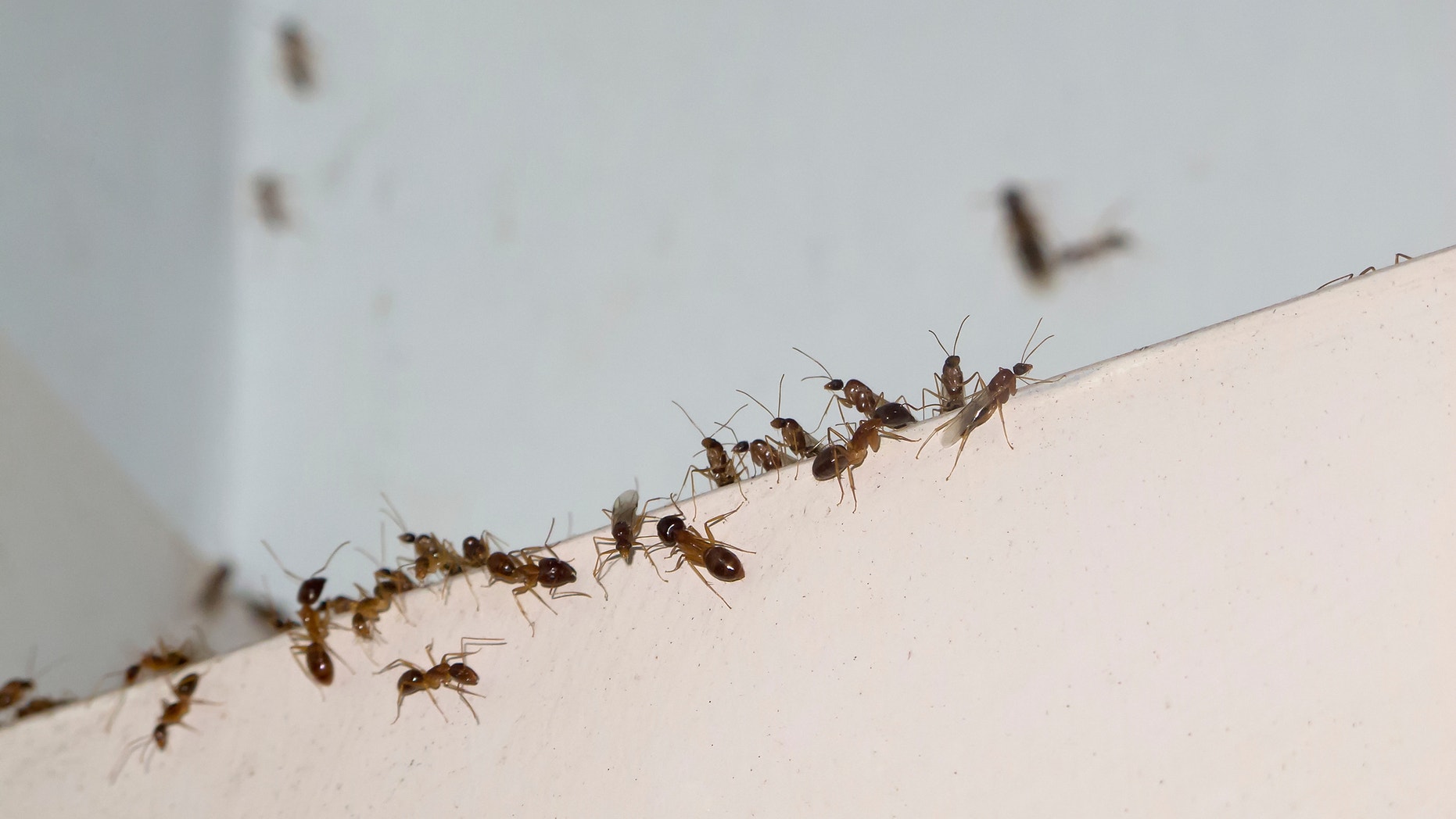 Ant invasion in Tropical North Queensland, Australia