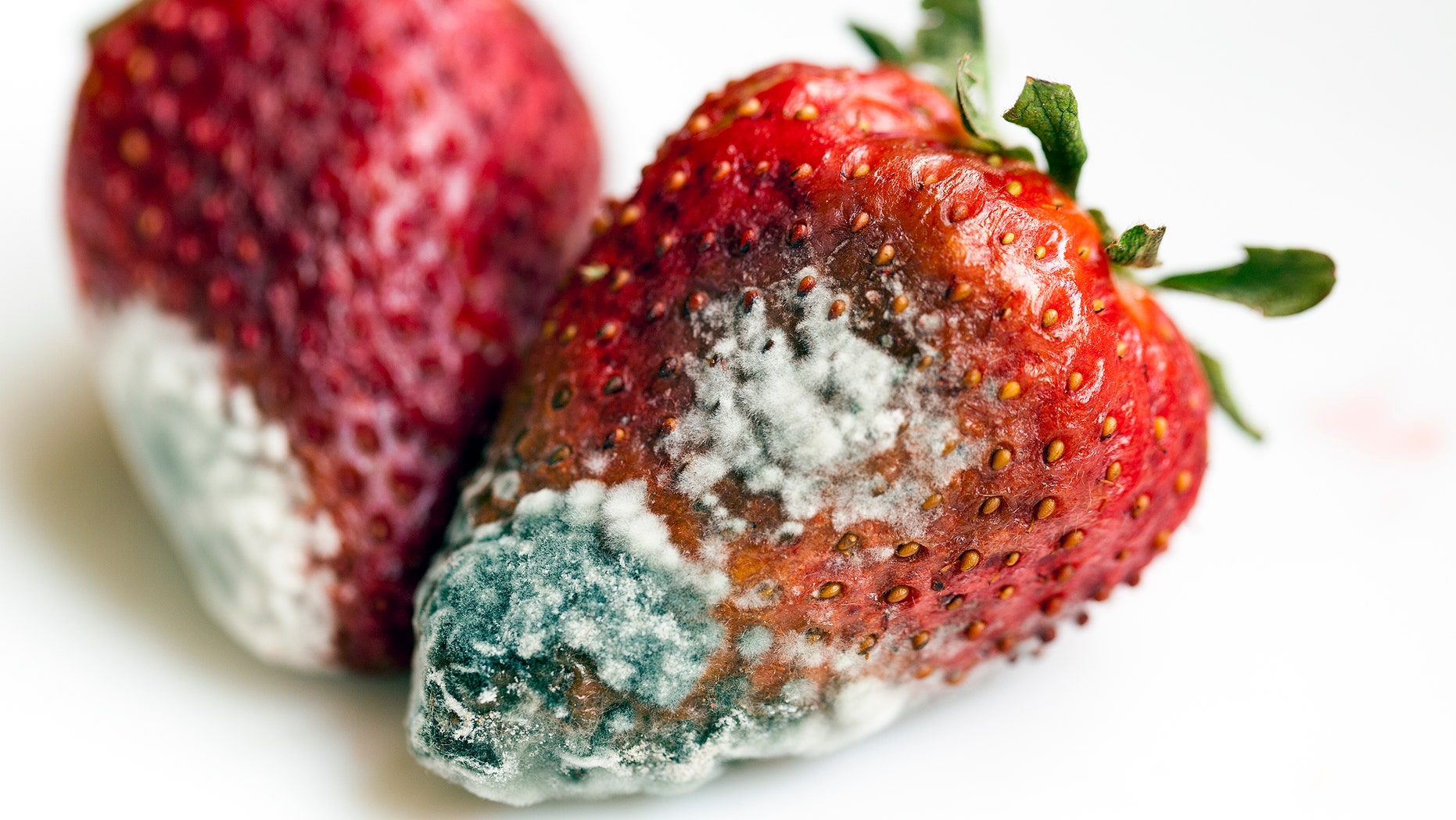 red ripe strawberries, which have a white mold. small depth of field. is not isolated. close-up.