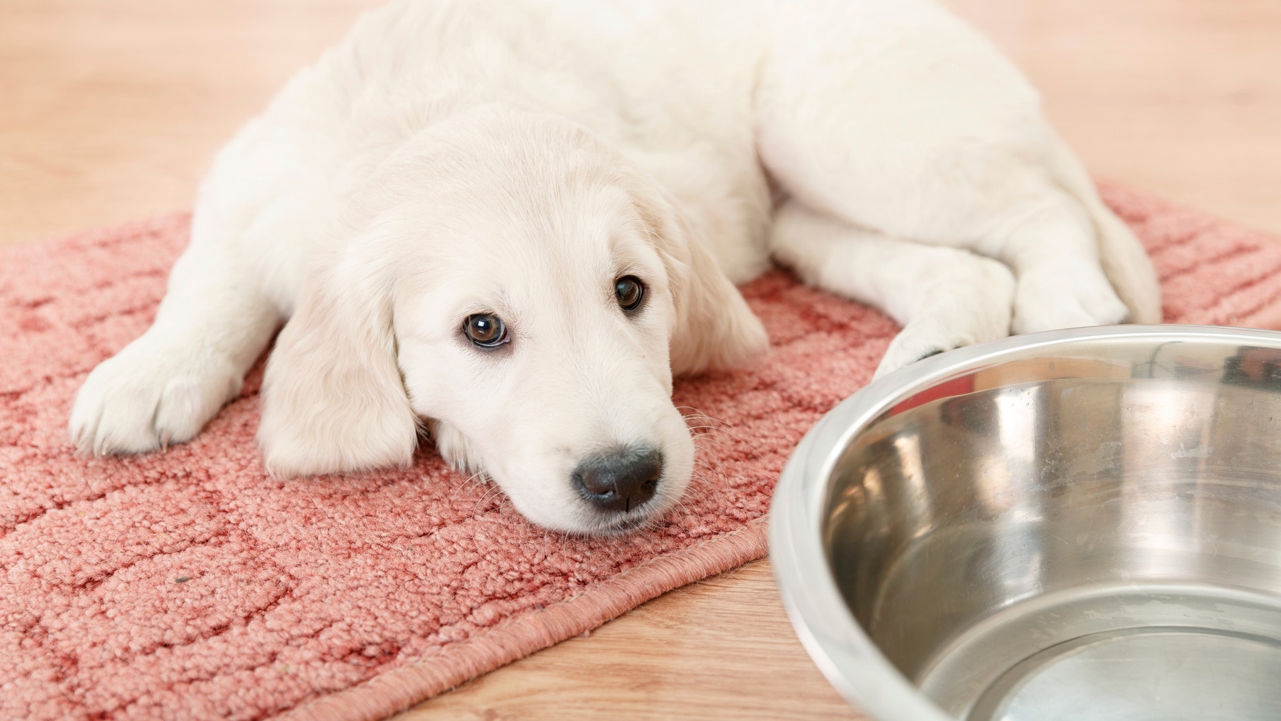 4 mistakes you're making when feeding your pet | Fox News1862 x 1048