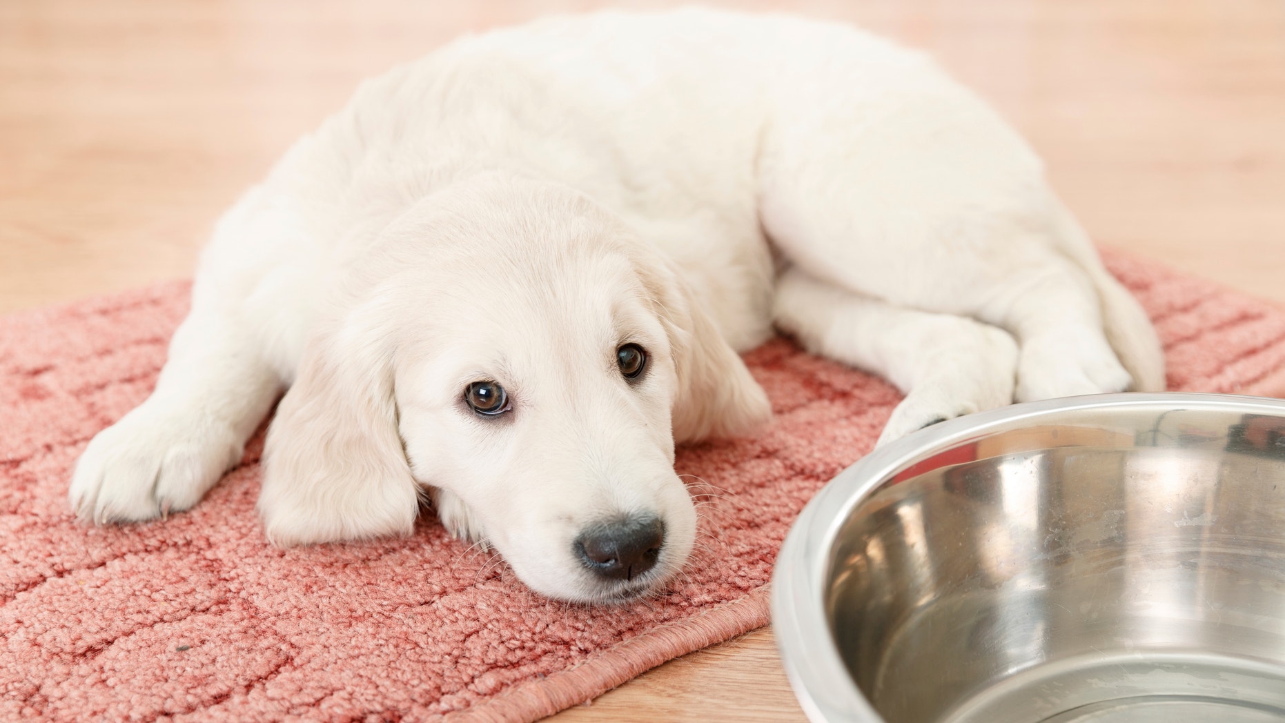 4 mistakes you're making when feeding your pet | Fox News1862 x 1048