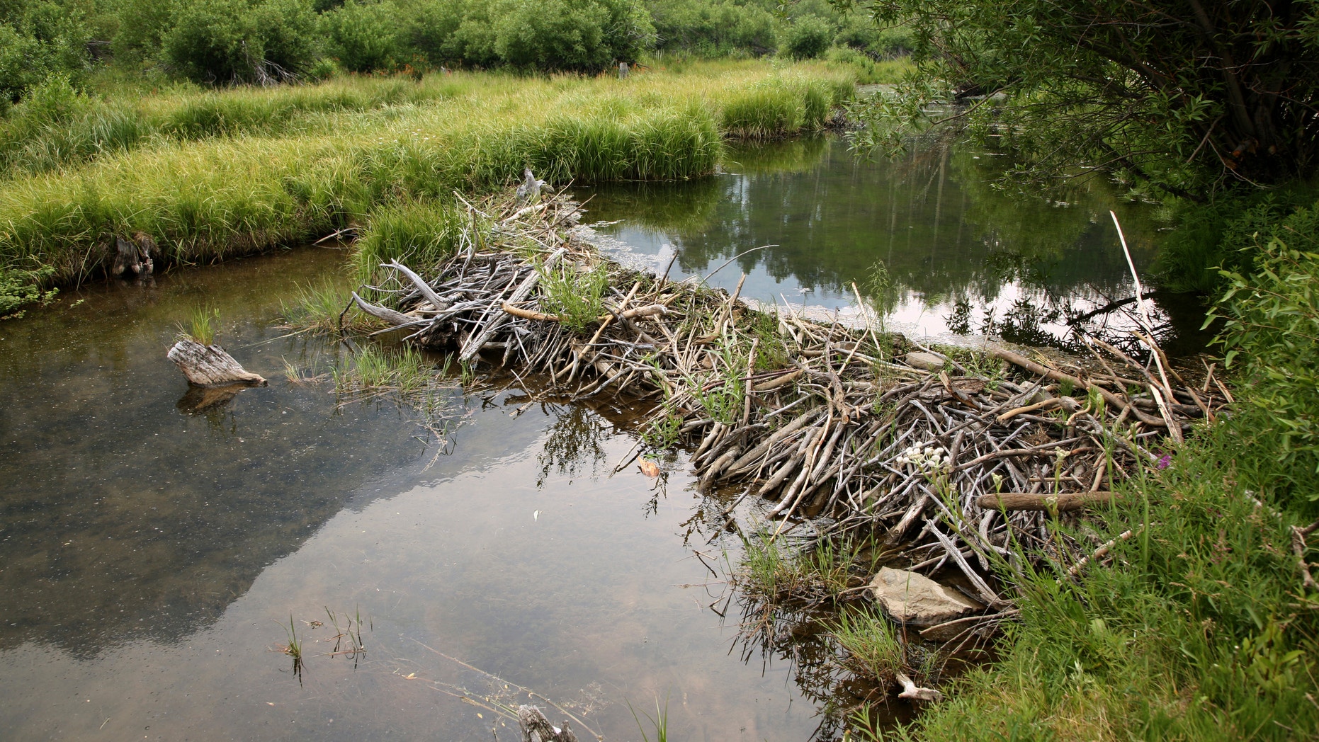 silica beaver dam